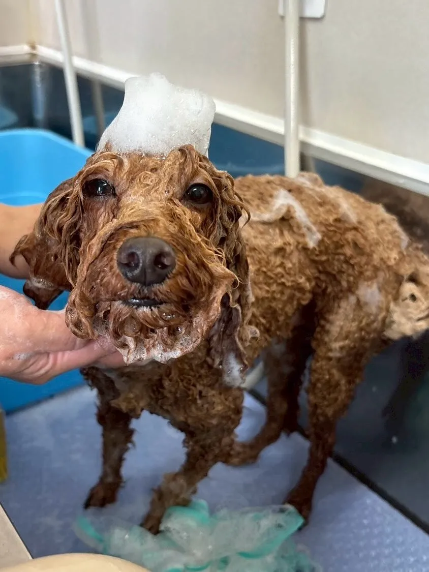 犬のトリミング✂️