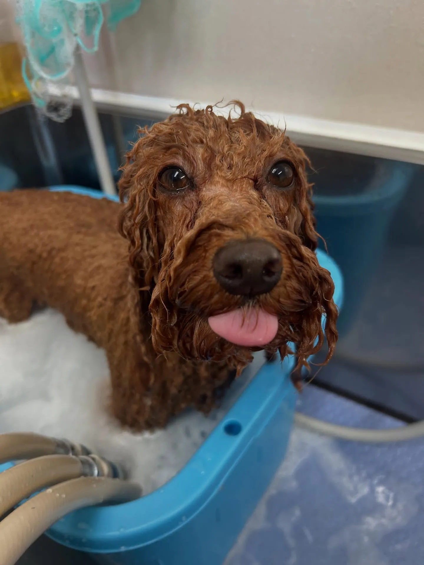 犬のトリミング✂️