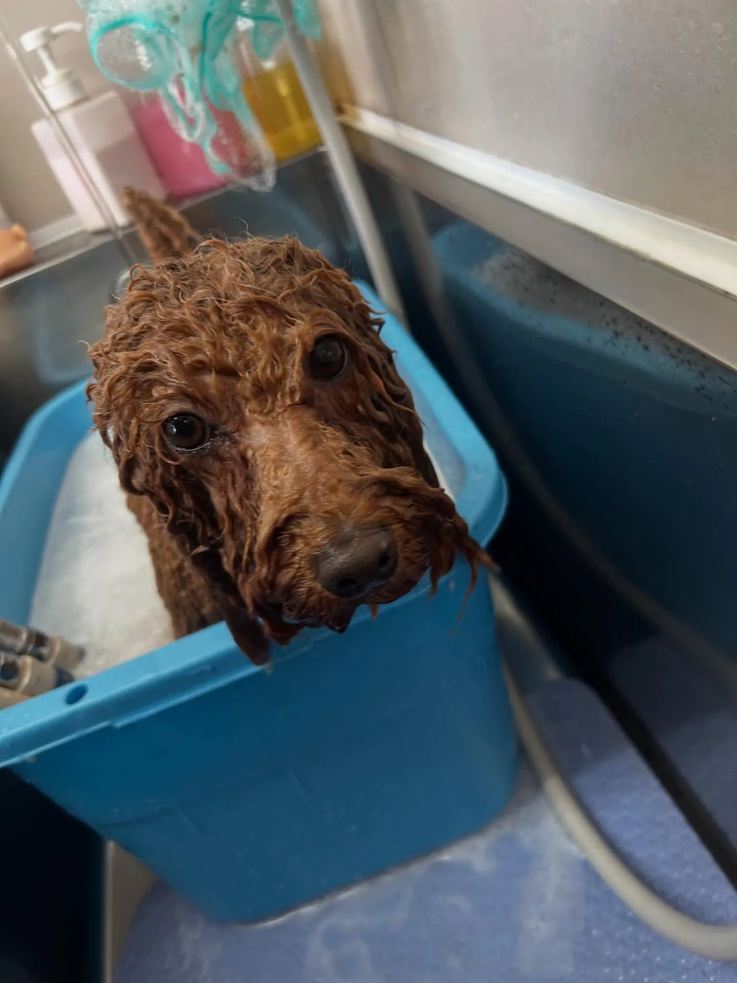 犬のトリミング✂️