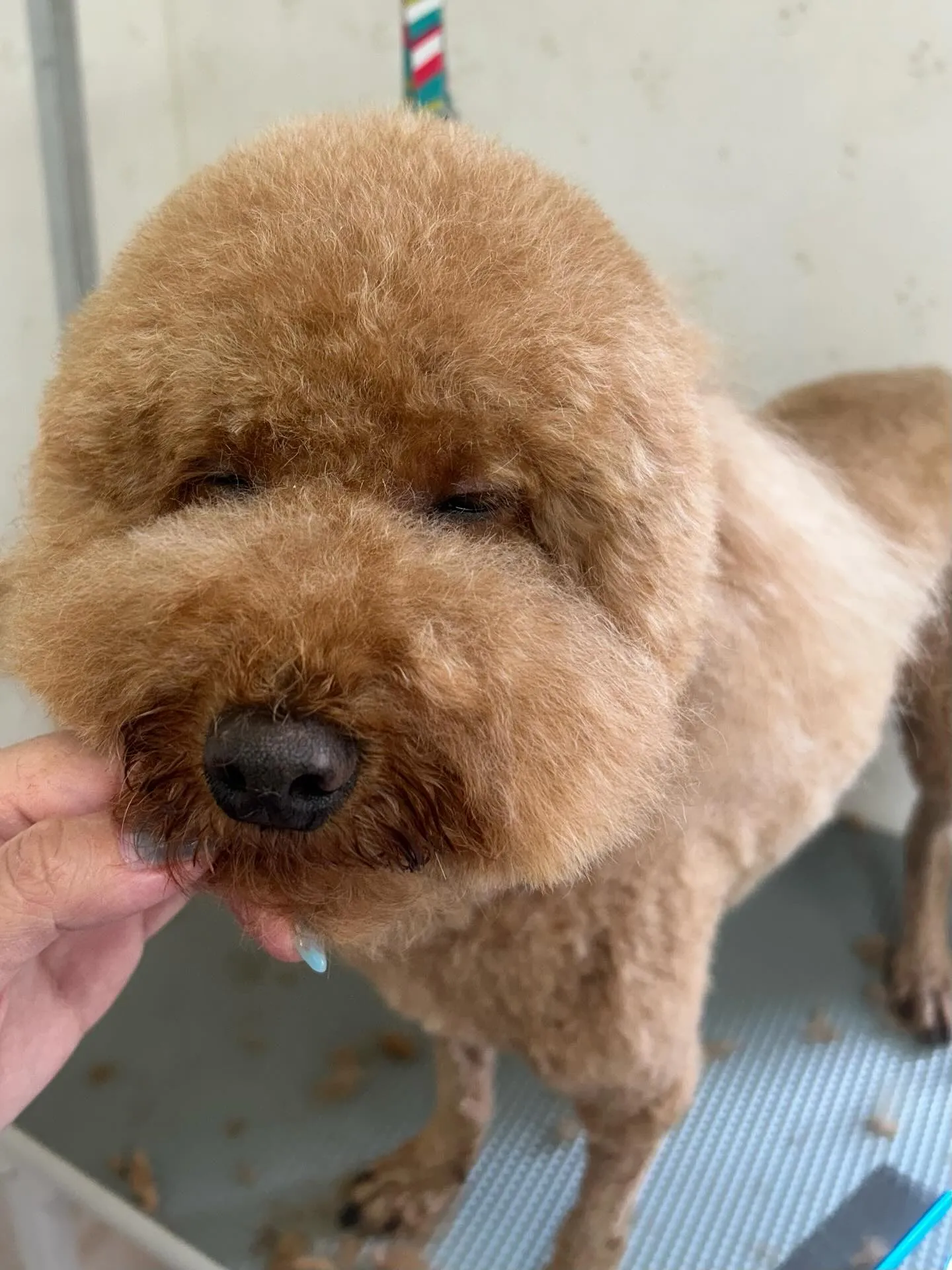 犬のトリミング✂️