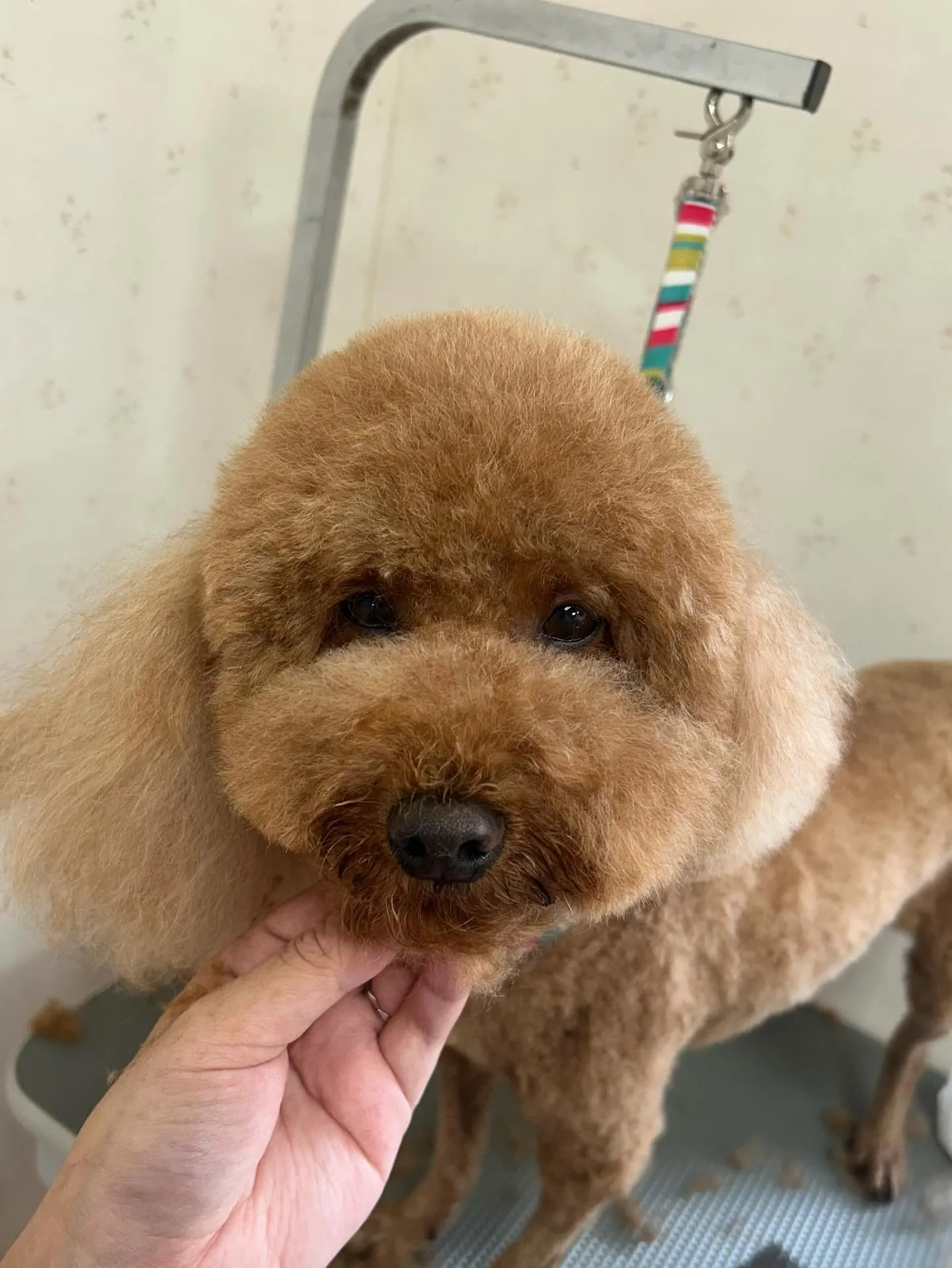犬のトリミング✂️