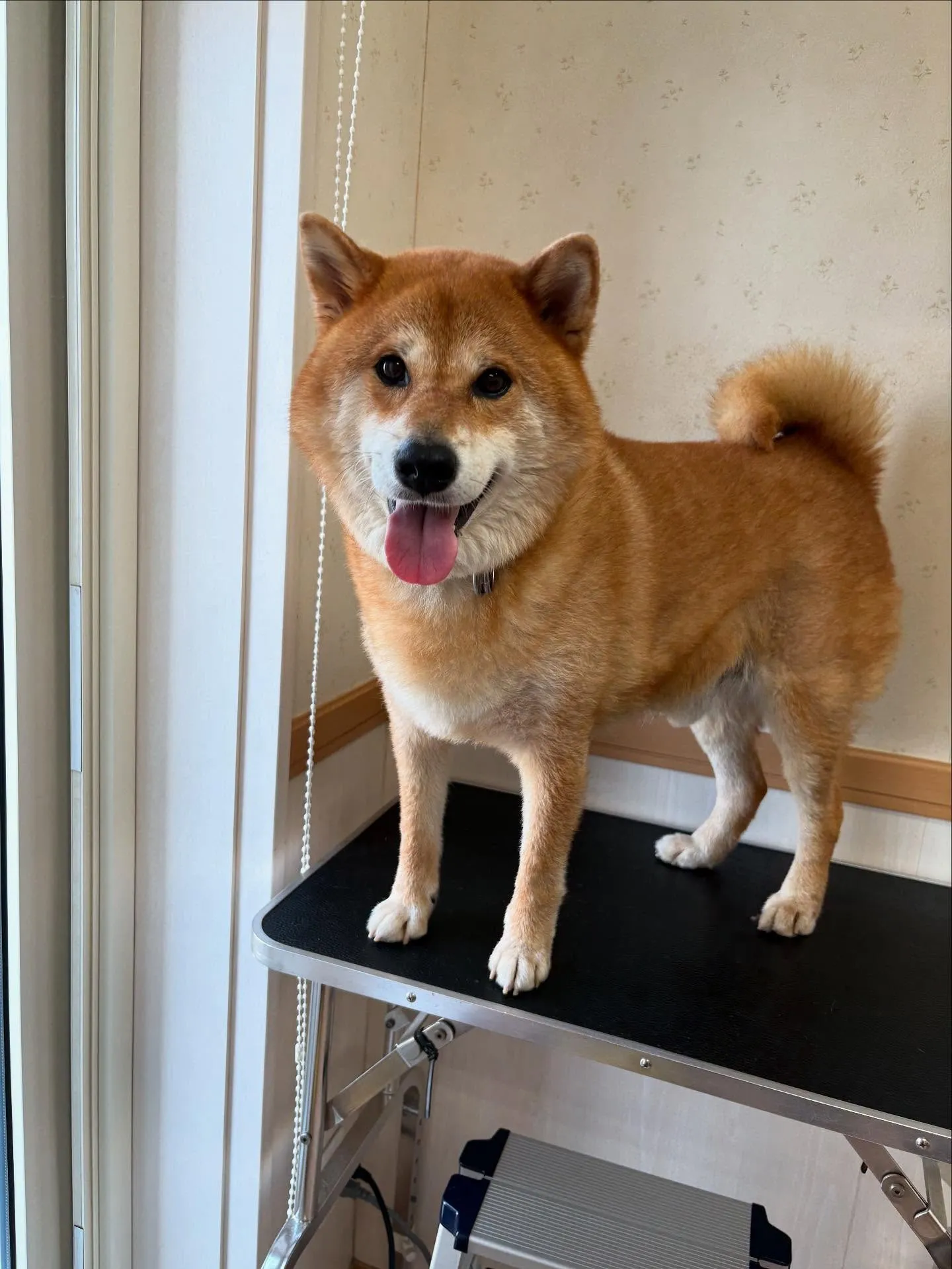 犬のシャンプー🫧