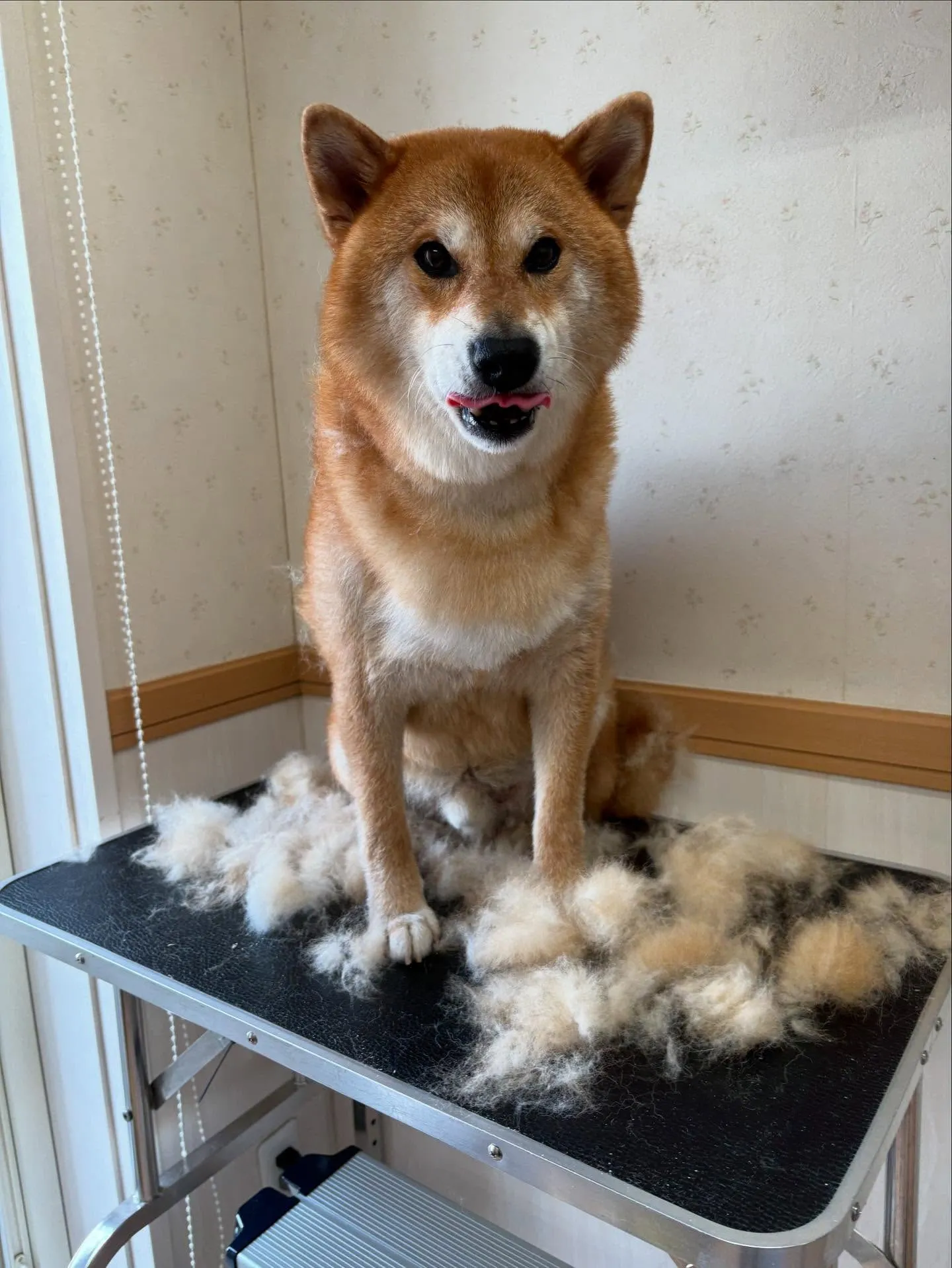 犬のシャンプー🫧