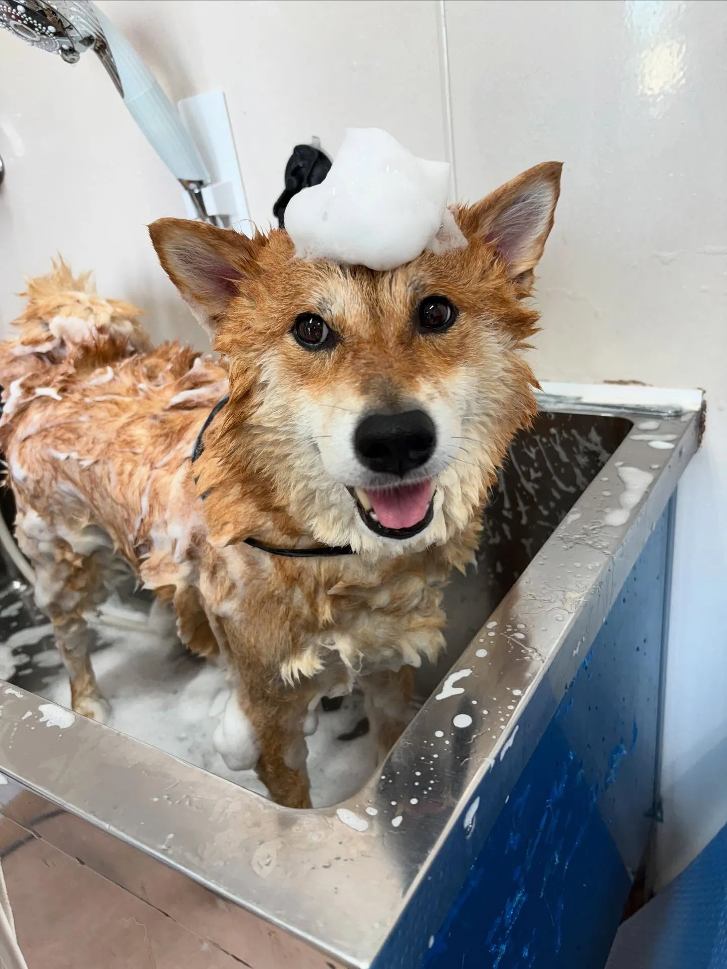犬のシャンプー🫧