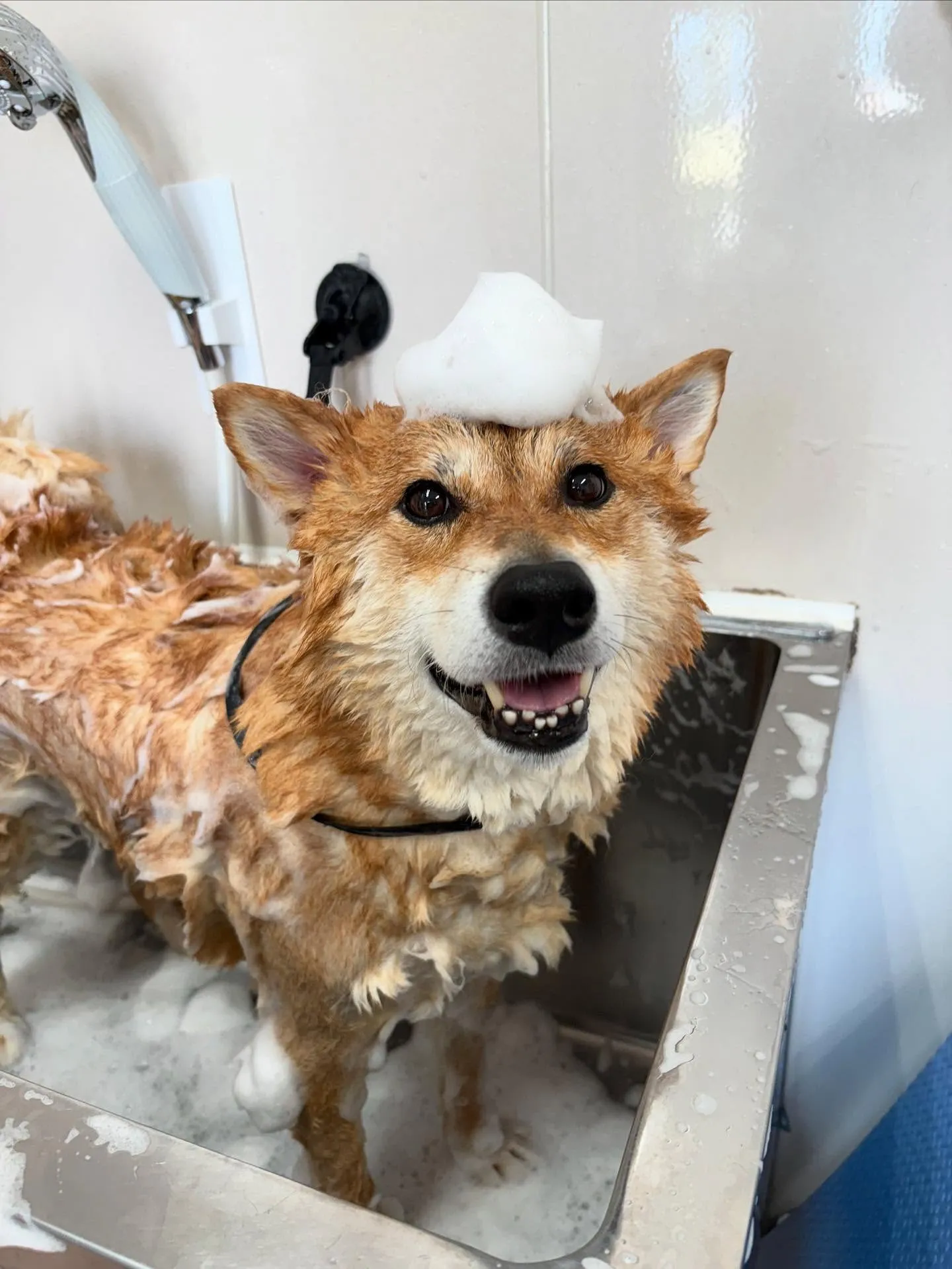 犬のシャンプー🫧