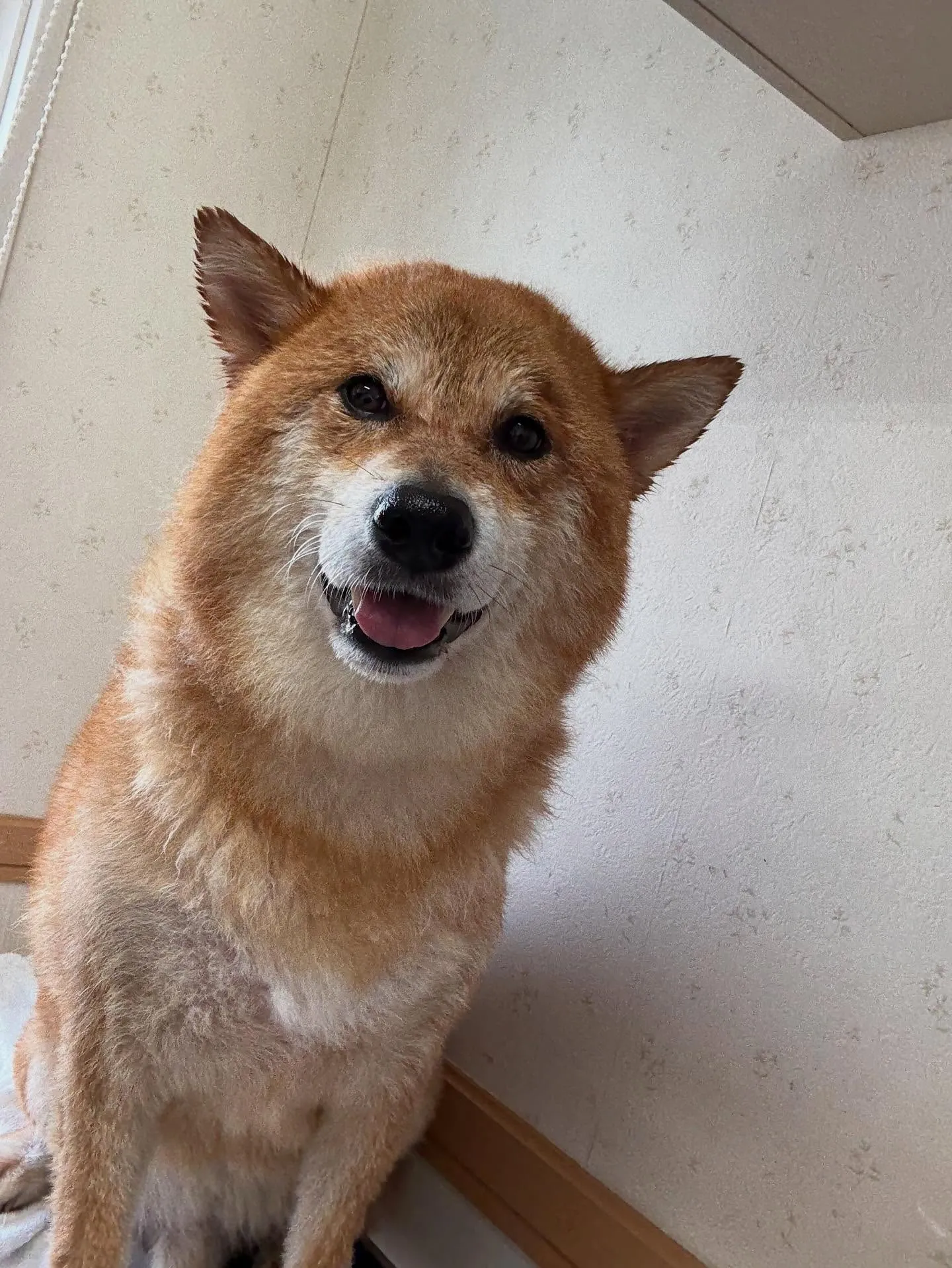 犬のシャンプー🫧