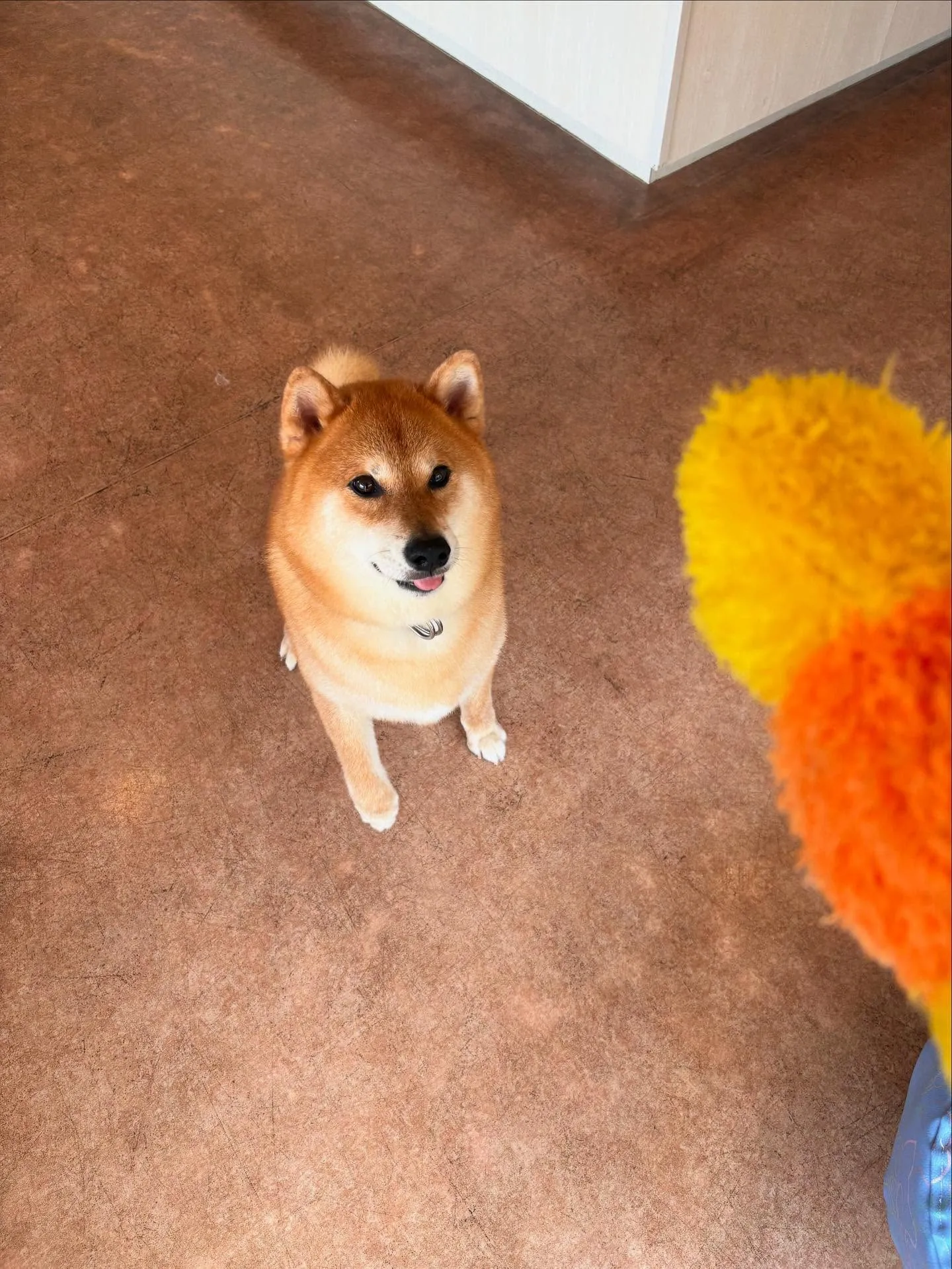 犬のシャンプー🫧