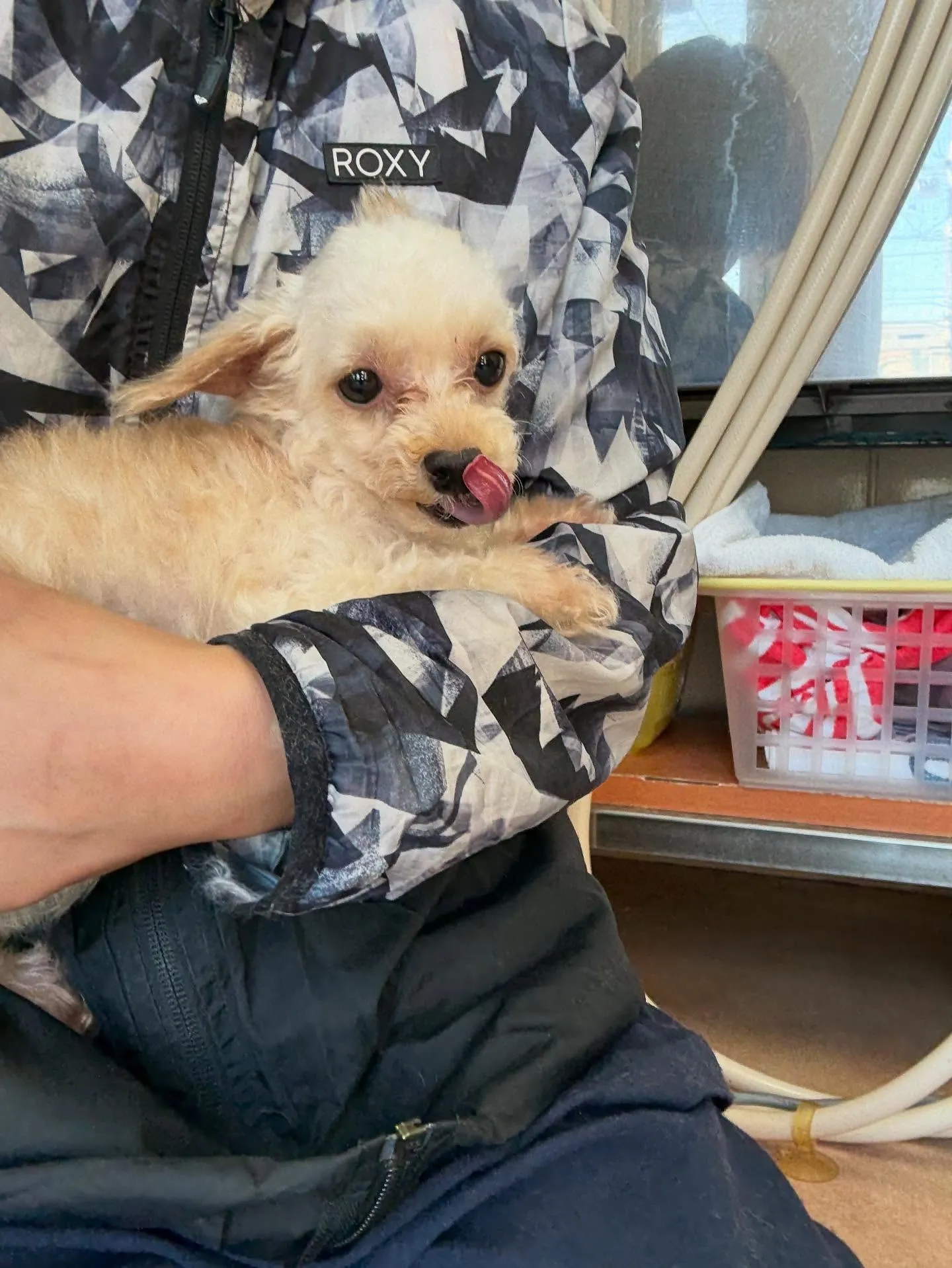 犬のトリミング✂️