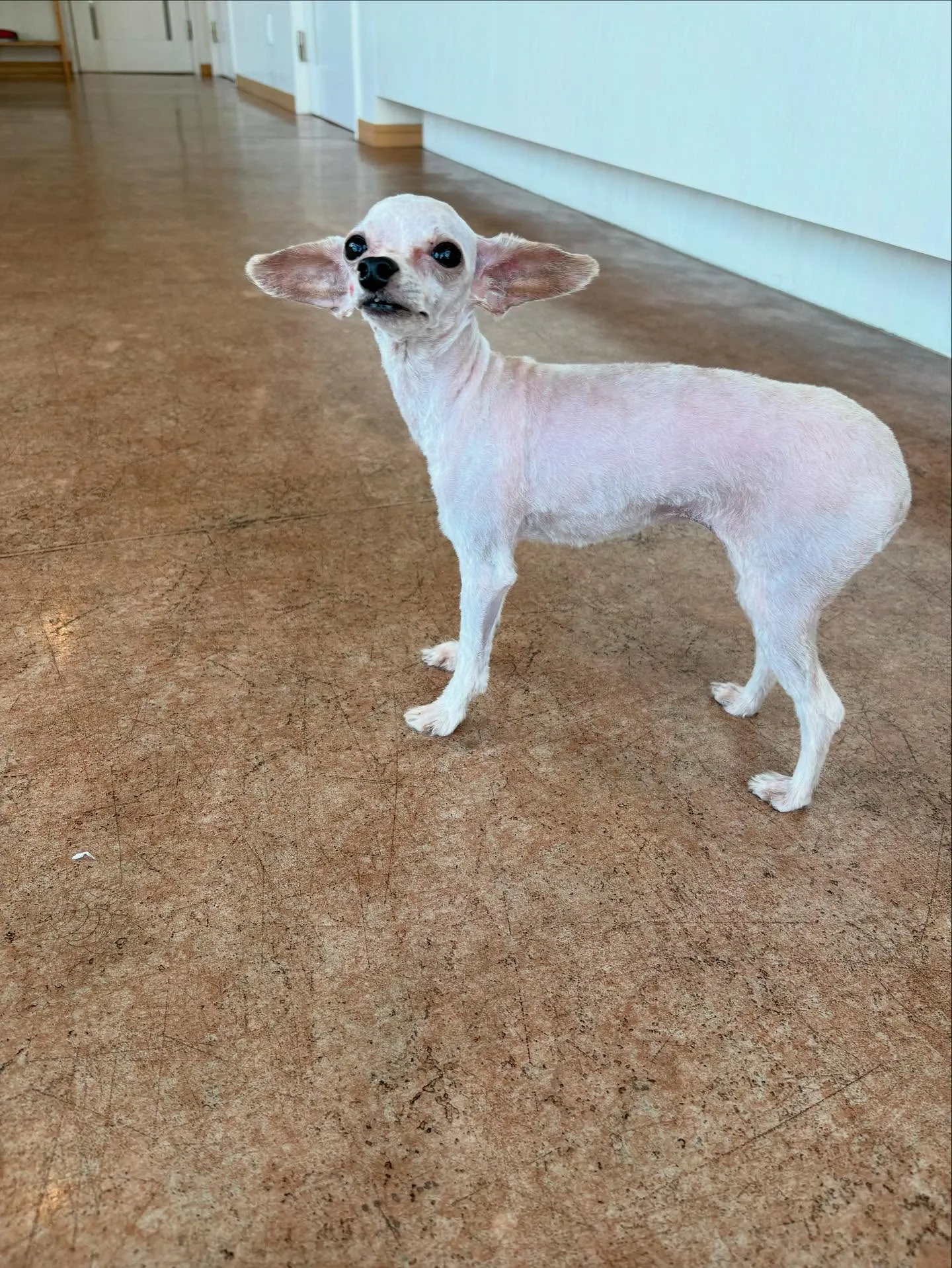 犬のトリミング✂️
