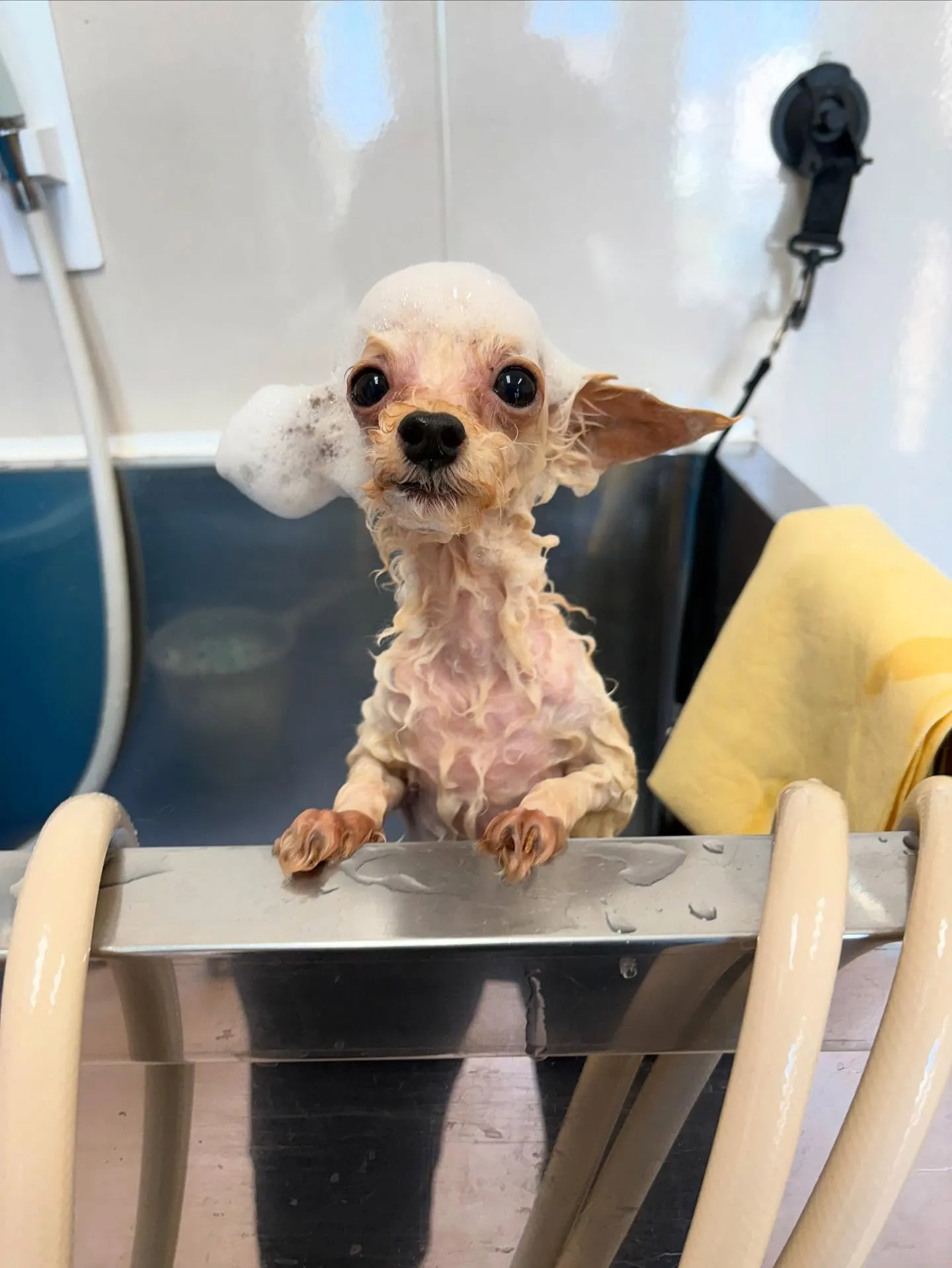 犬のトリミング✂️