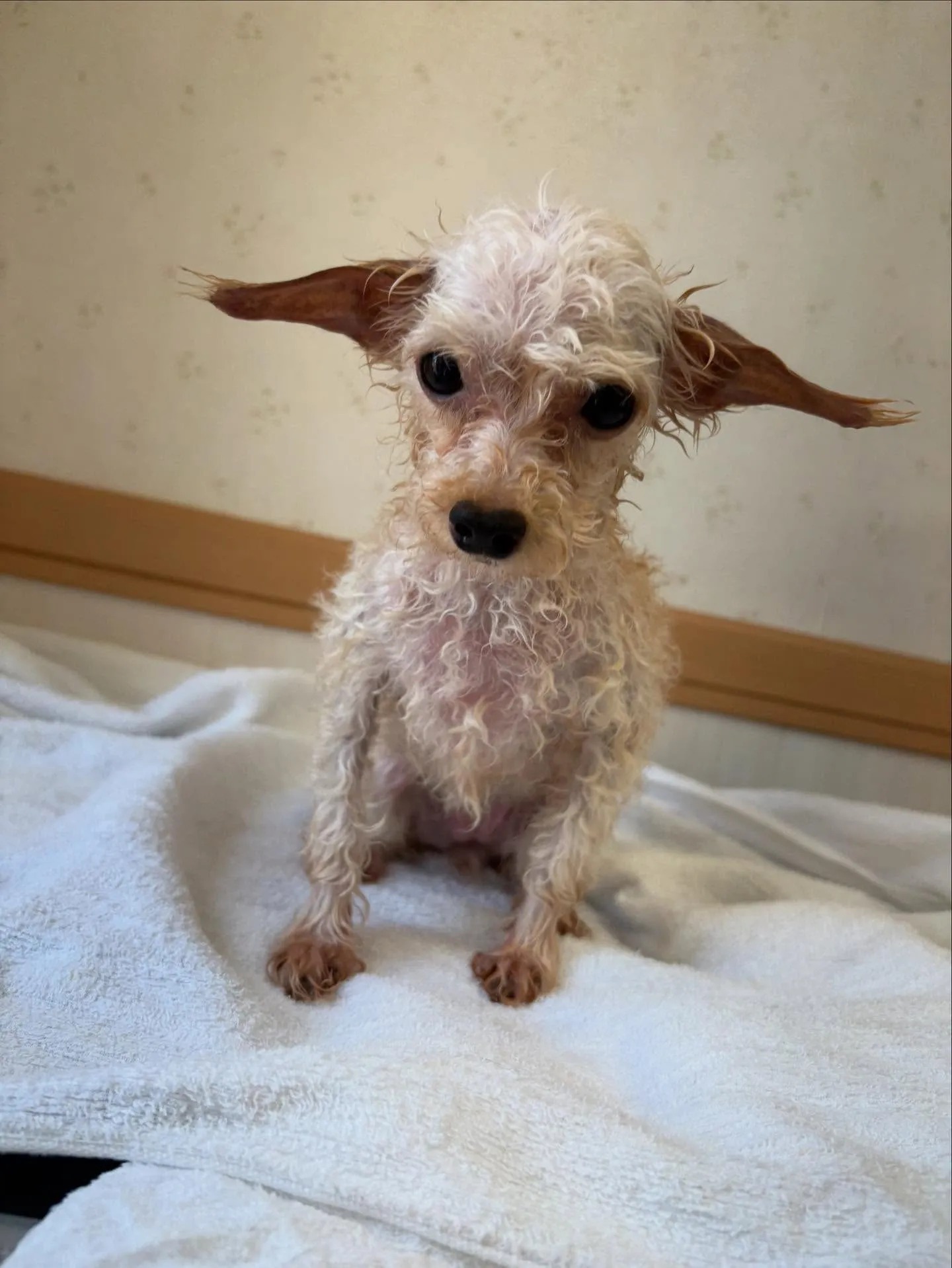 犬のトリミング✂️