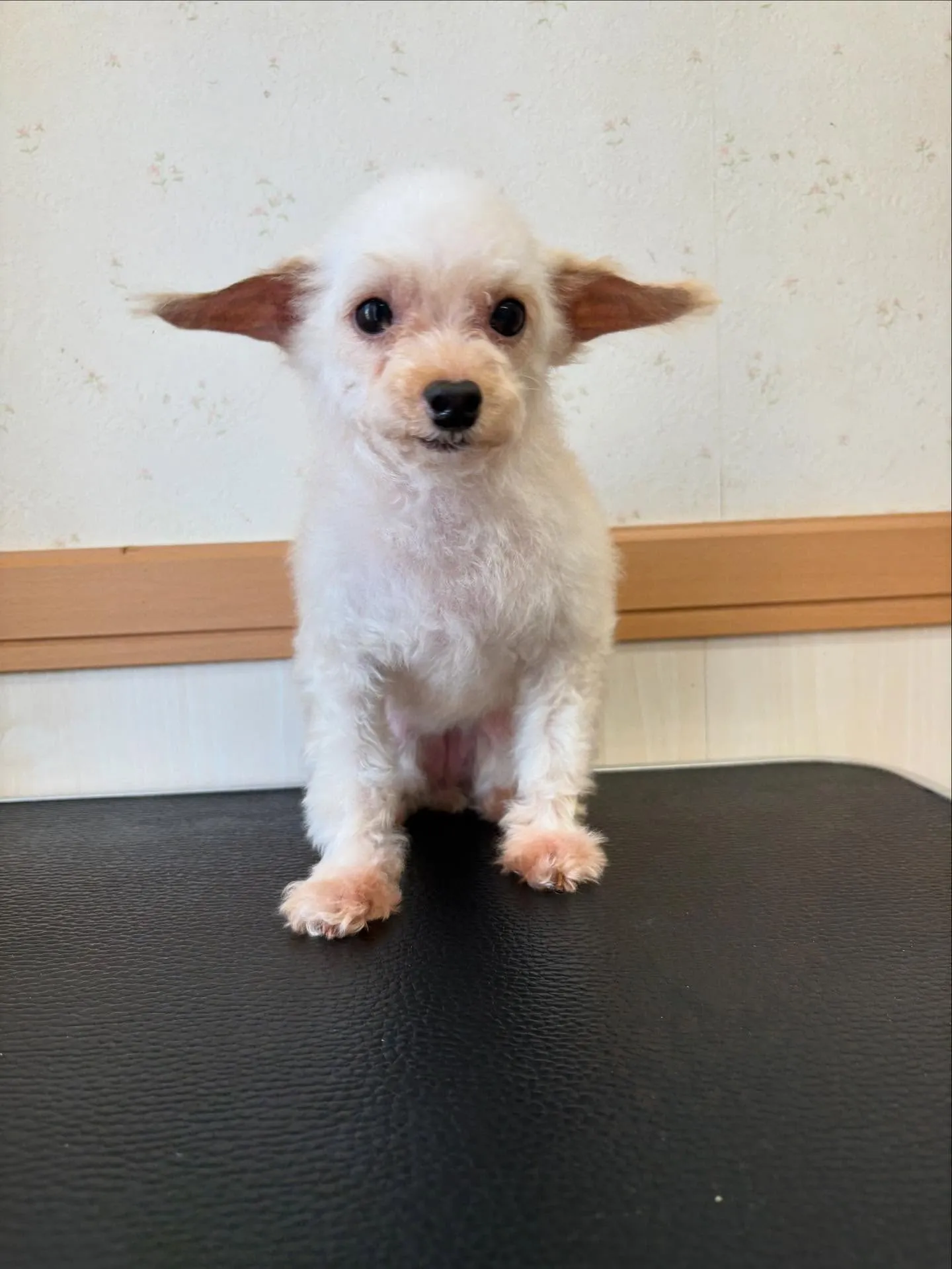犬のトリミング✂️
