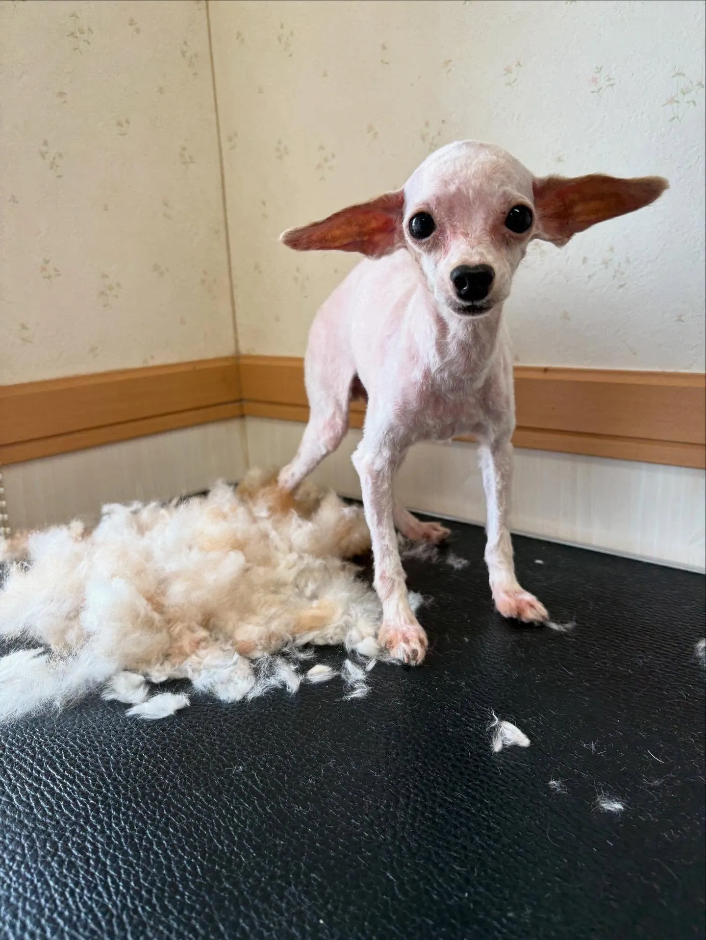 犬のトリミング✂️