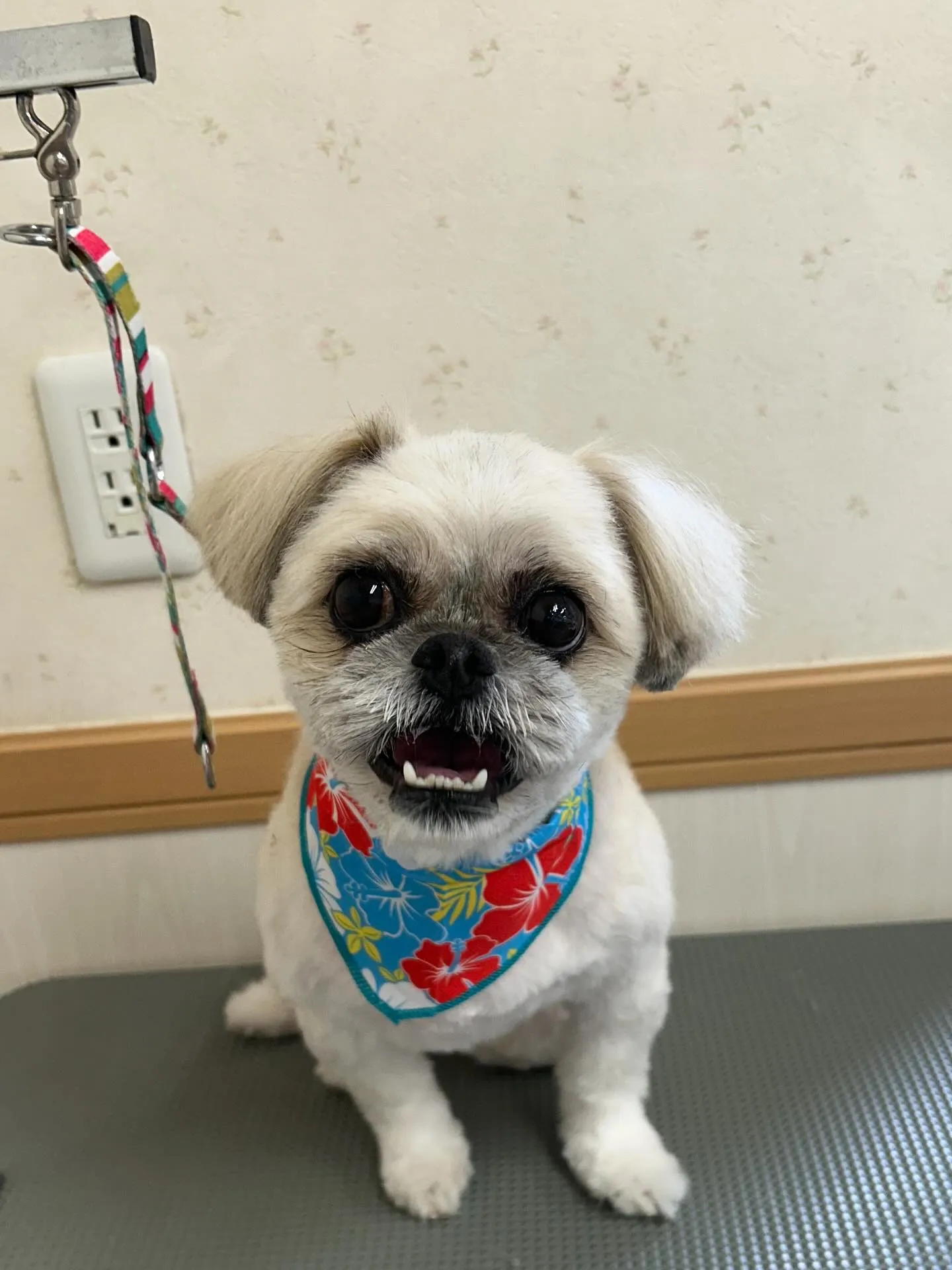 犬のトリミング✂️