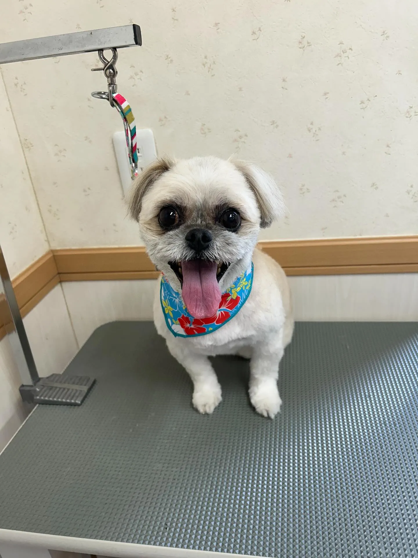犬のトリミング✂️