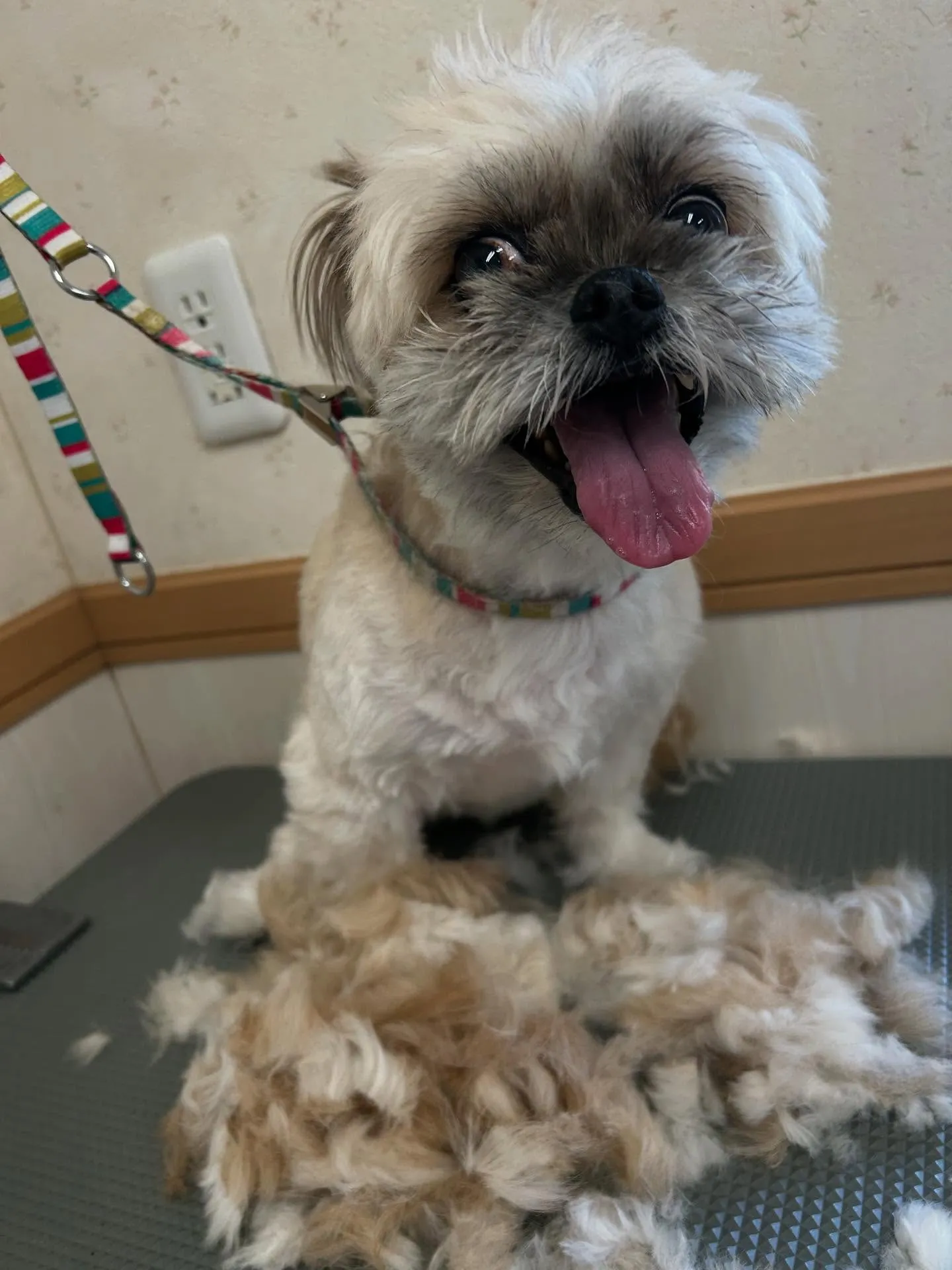 犬のトリミング✂️