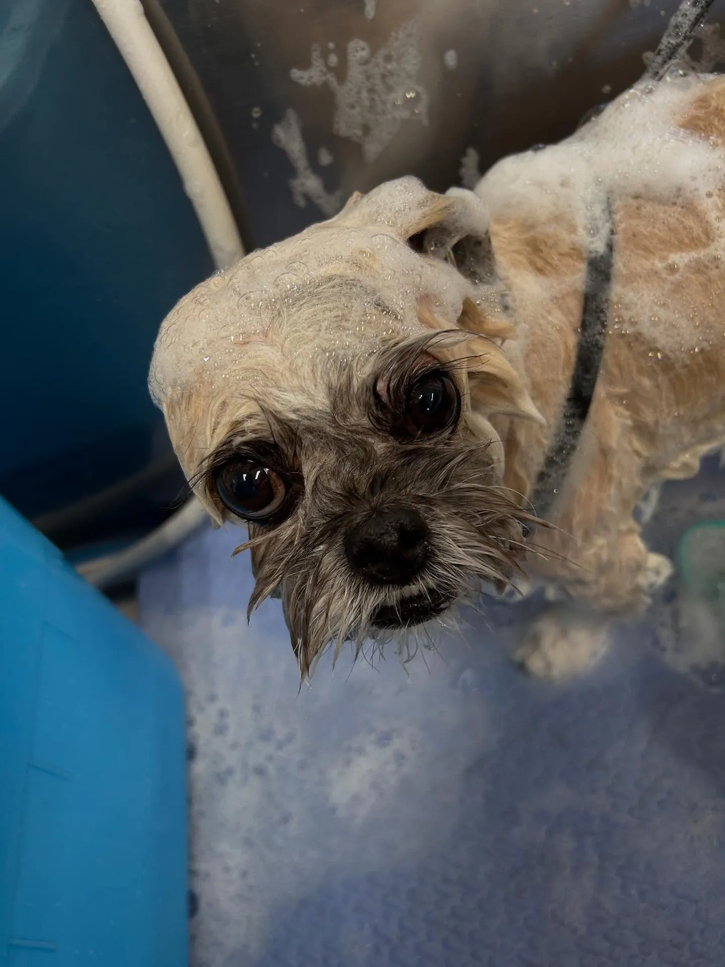 犬のトリミング✂️