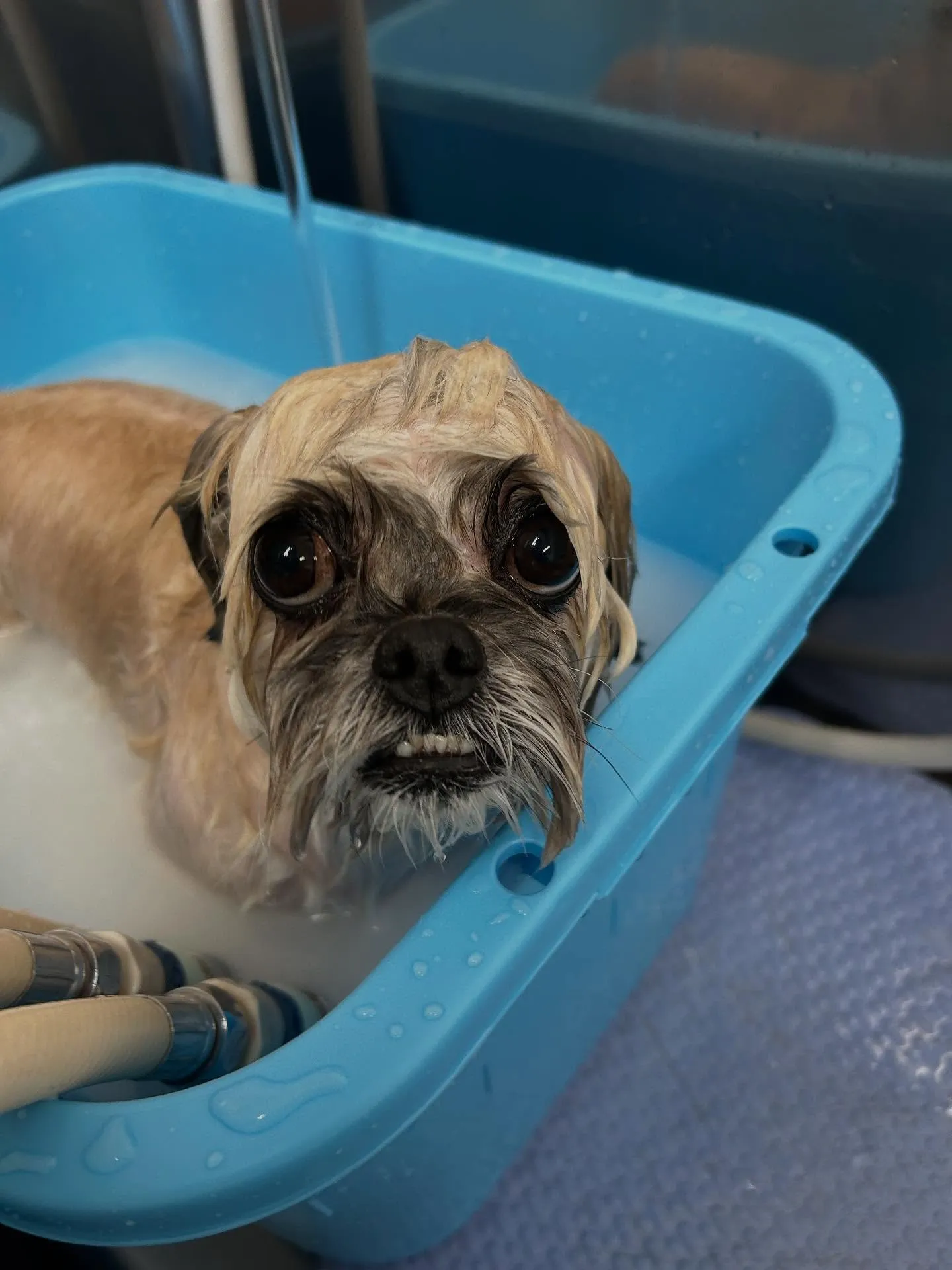犬のトリミング✂️