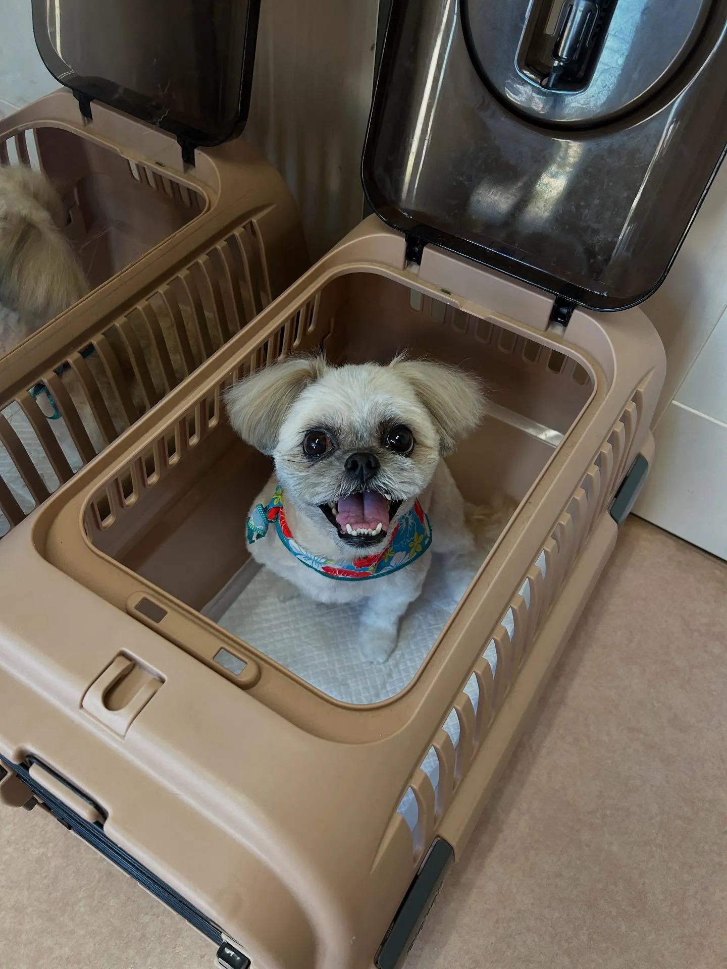犬のトリミング✂️