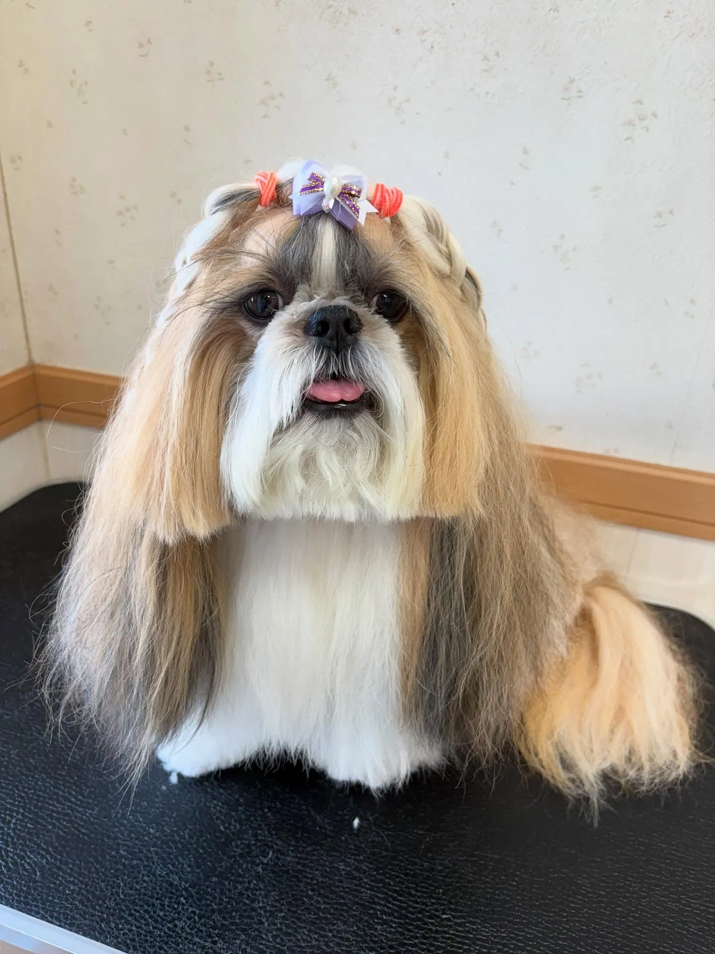 犬のシャンプー🫧