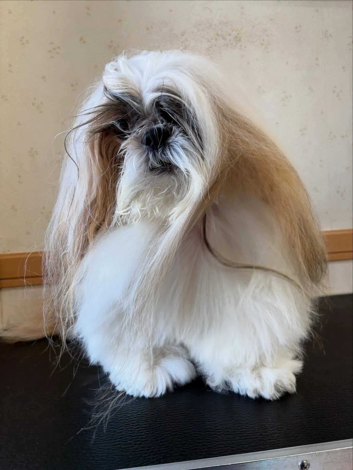 犬のシャンプー🫧
