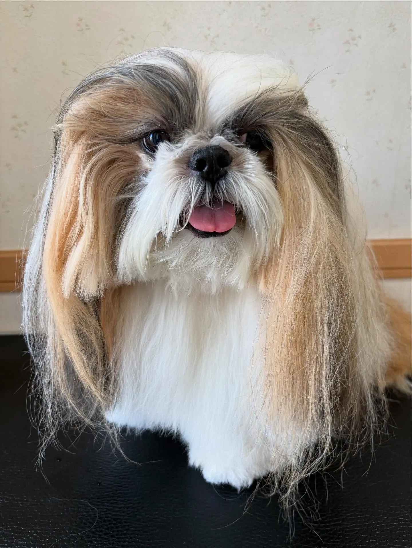 犬のシャンプー🫧