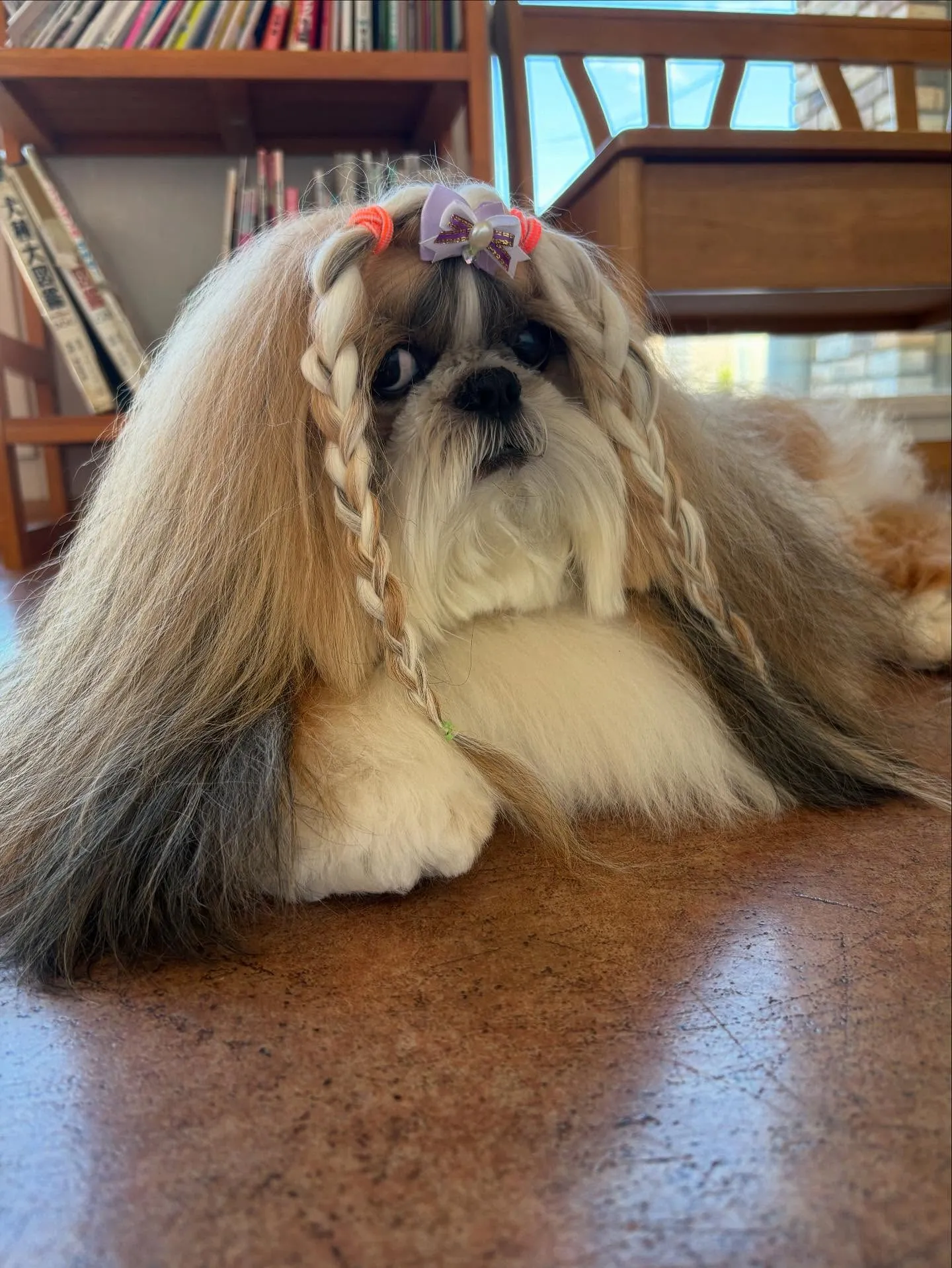 犬のシャンプー🫧