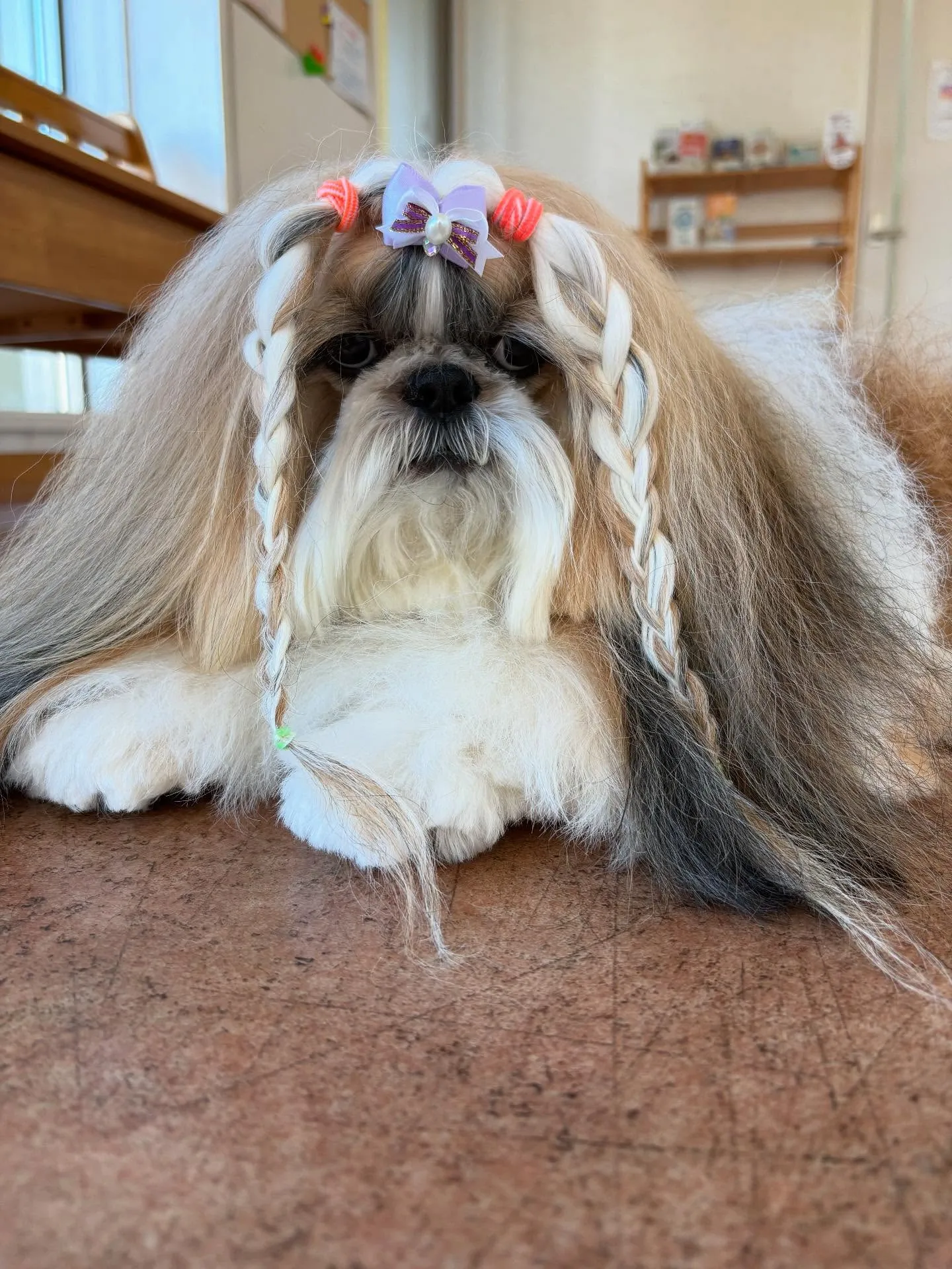 犬のシャンプー🫧