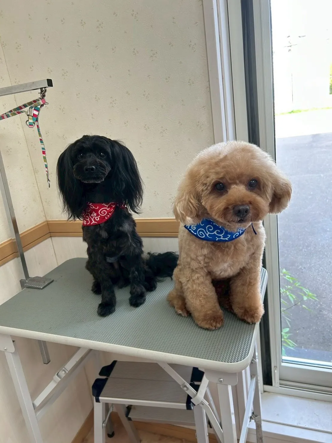 犬のトリミング✂️