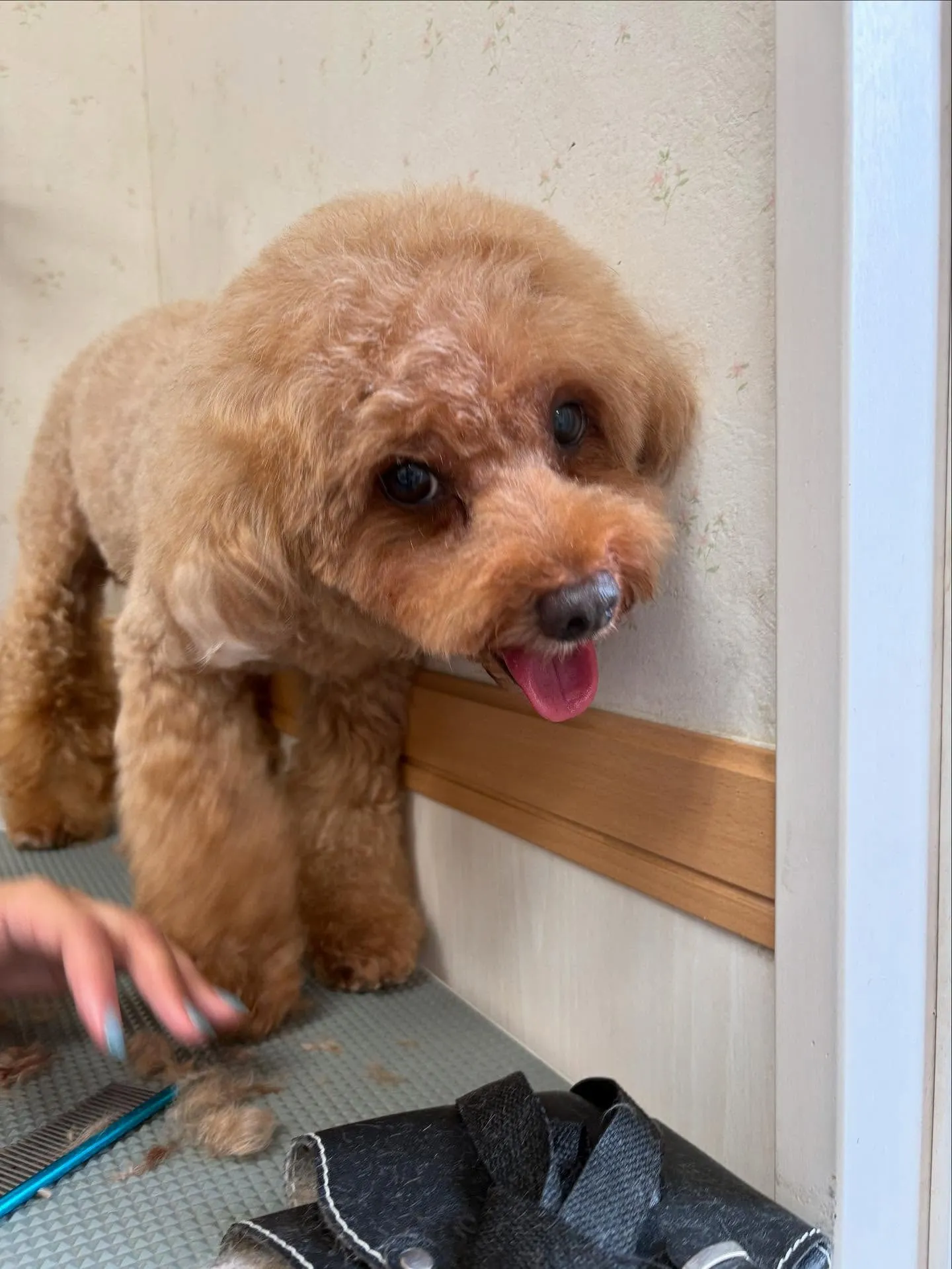 犬のトリミング✂️