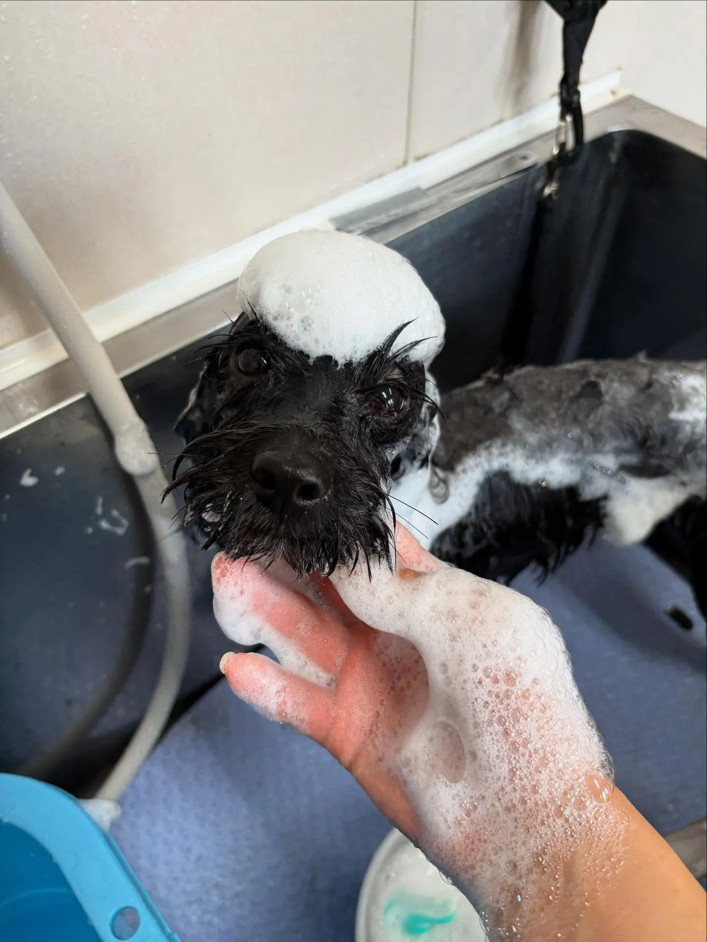 犬のトリミング✂️