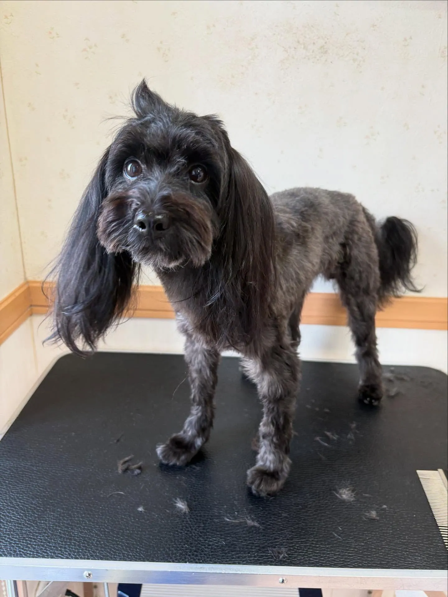 犬のトリミング✂️