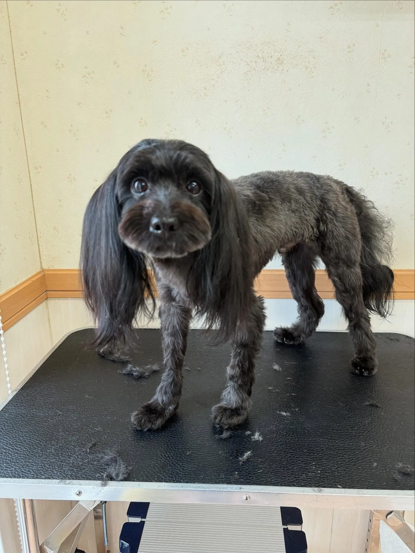 犬のトリミング✂️