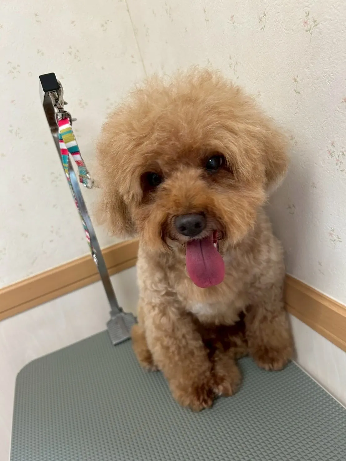 犬のトリミング✂️