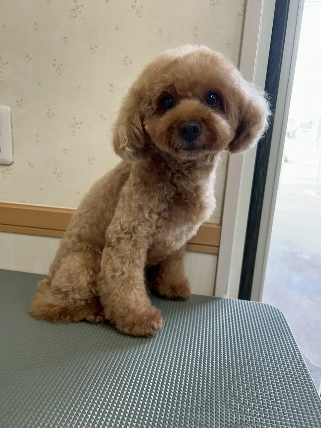 犬のトリミング✂️
