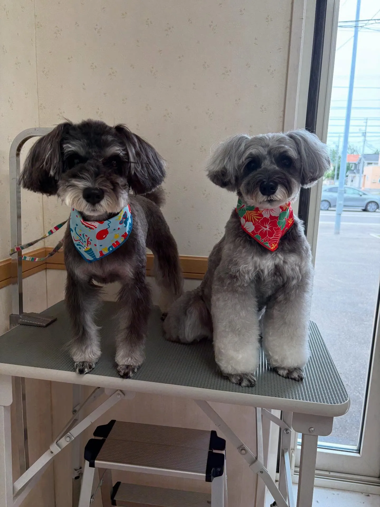 犬のトリミング✂️