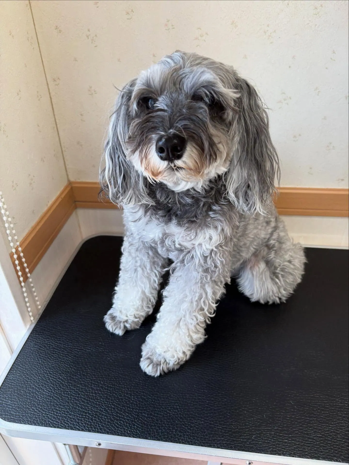 犬のトリミング✂️