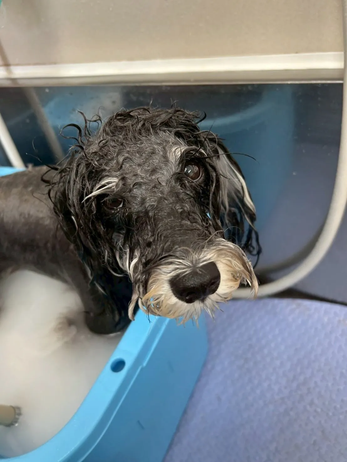 犬のトリミング✂️