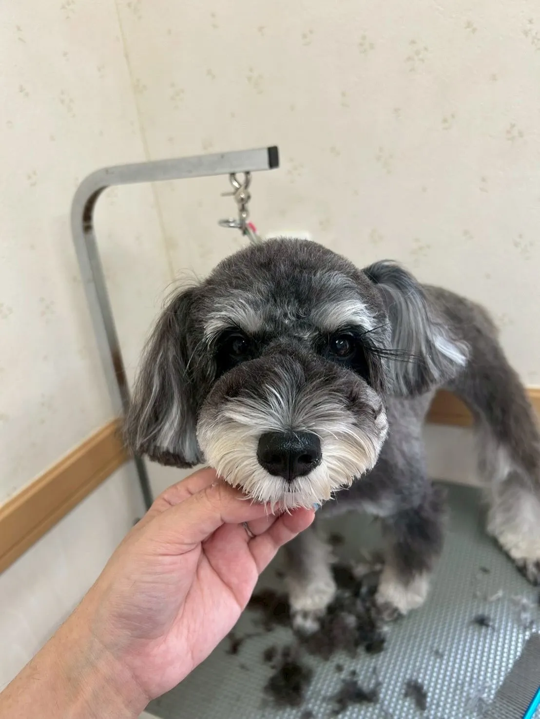 犬のトリミング✂️