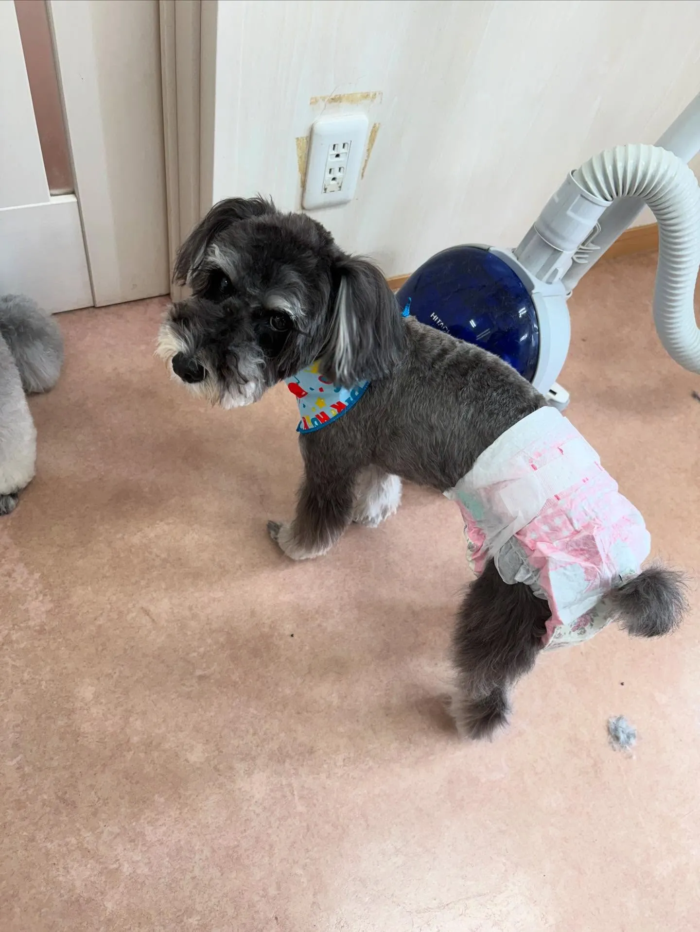 犬のトリミング✂️