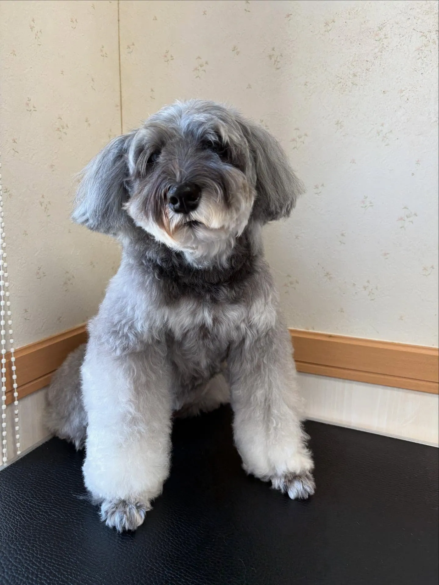 犬のトリミング✂️