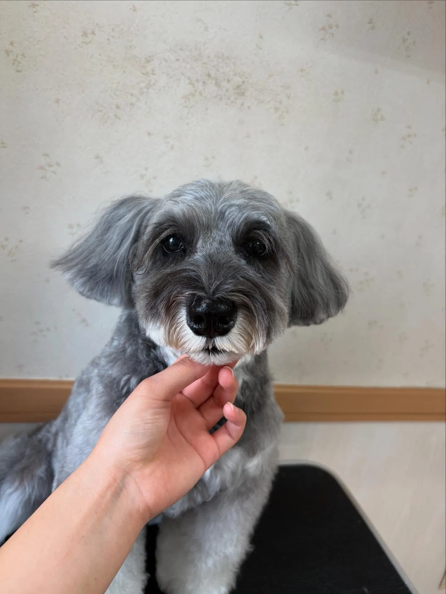犬のトリミング✂️
