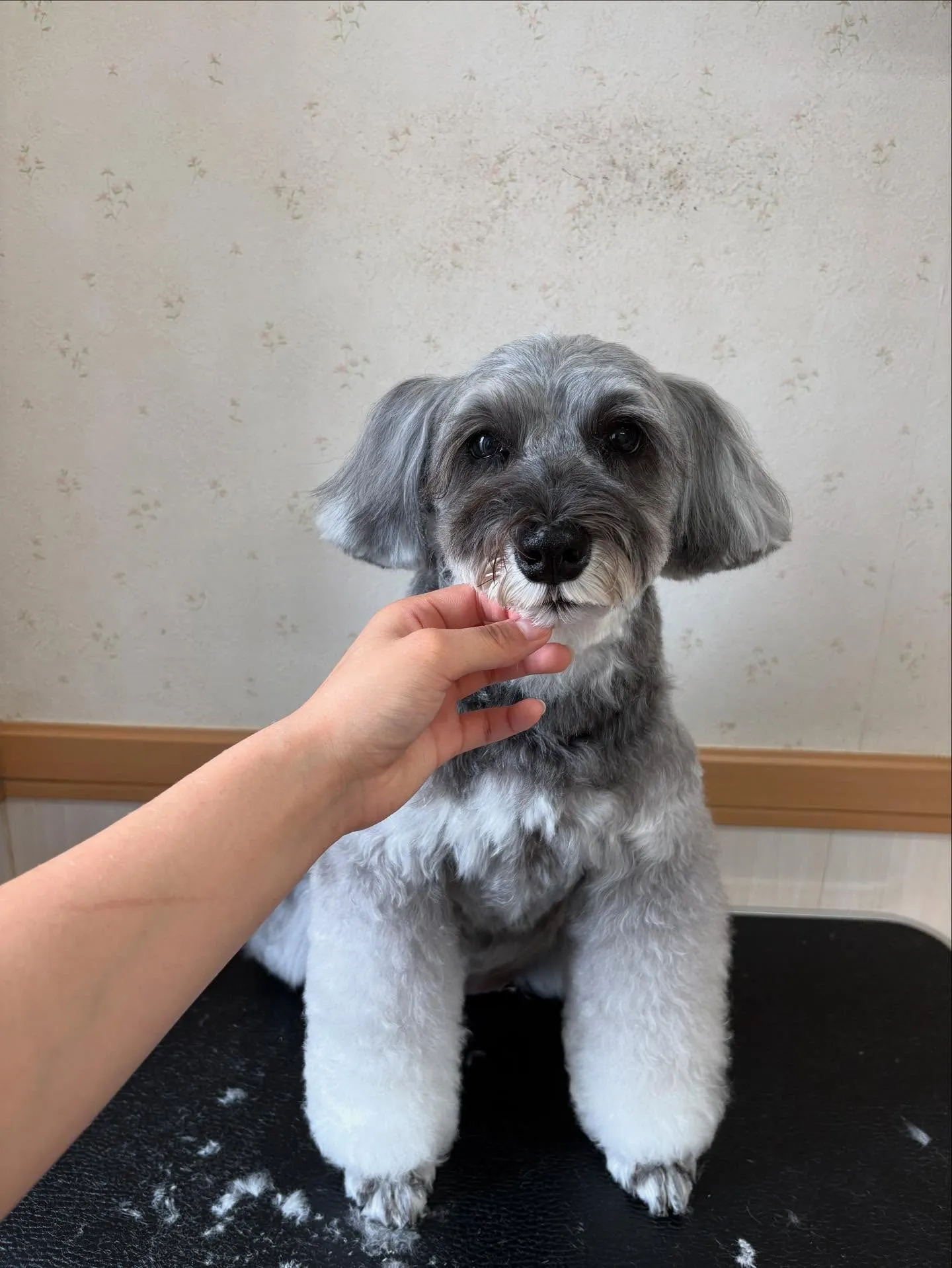 犬のトリミング✂️