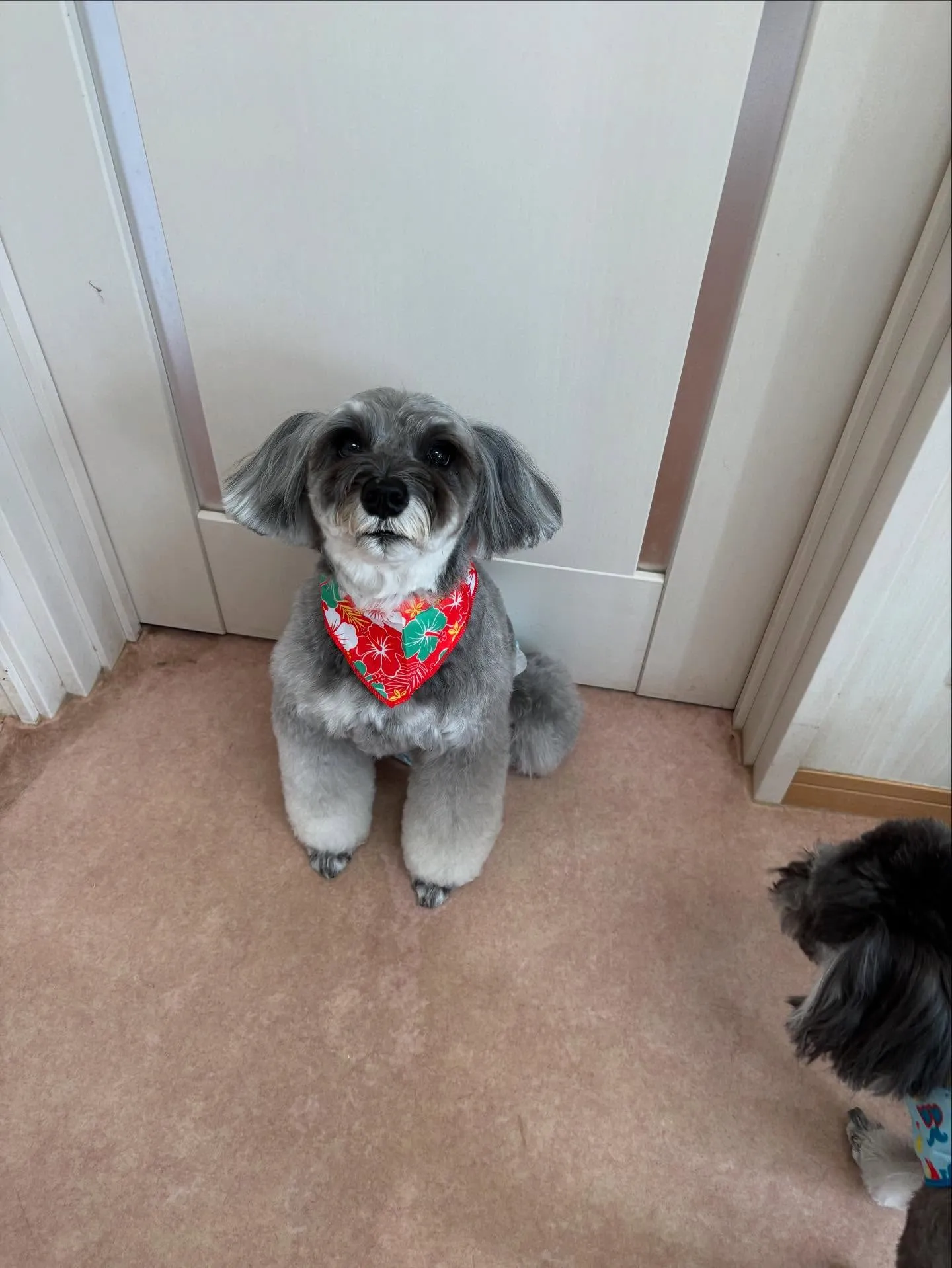 犬のトリミング✂️