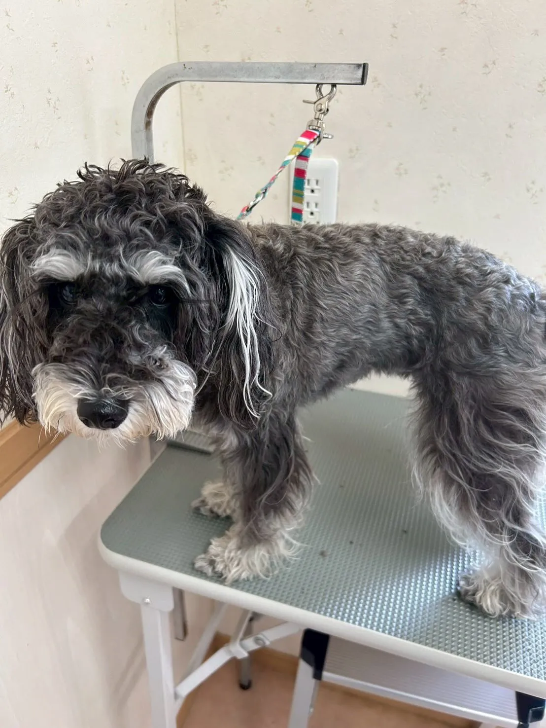 犬のトリミング✂️