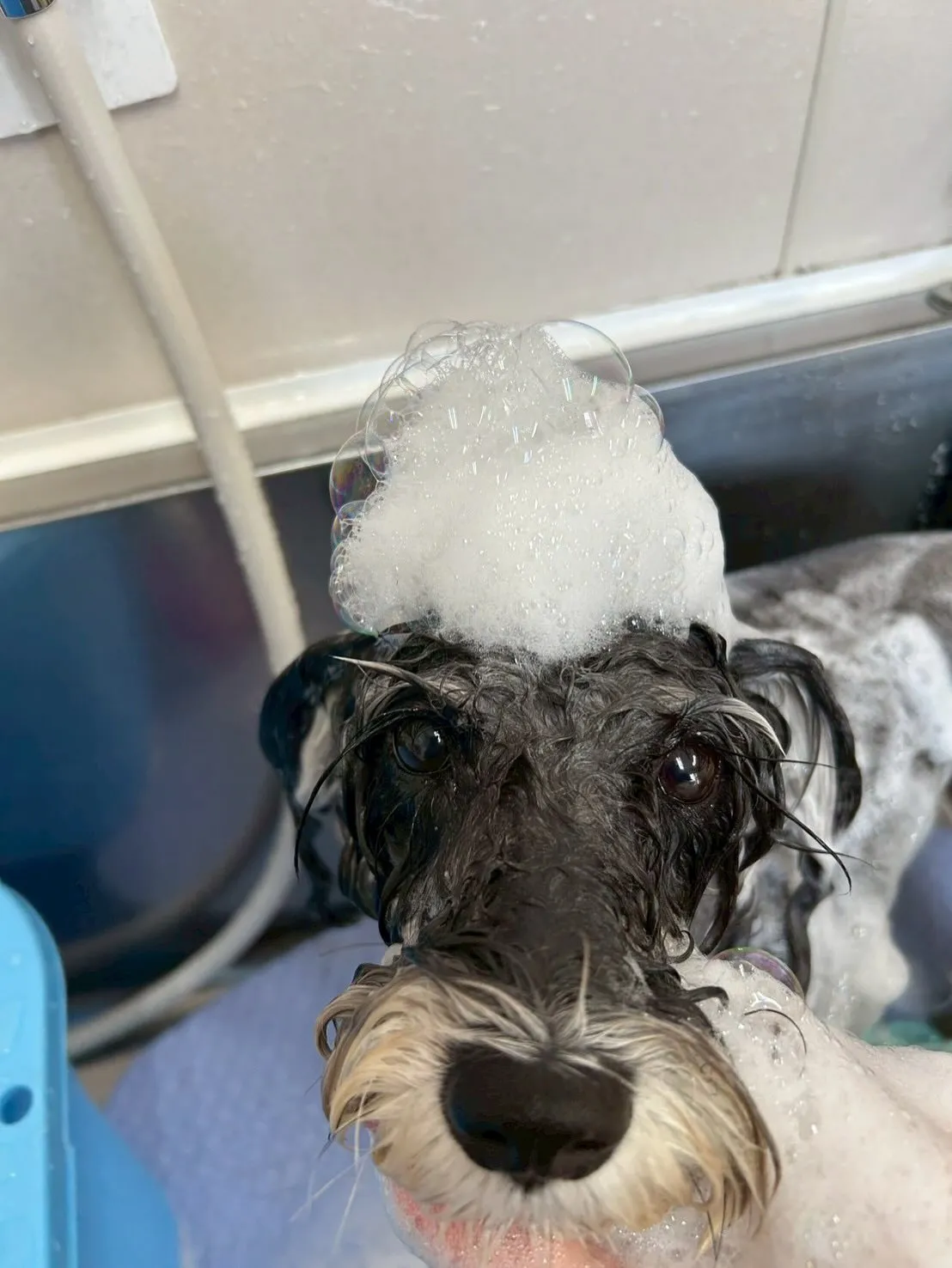 犬のトリミング✂️