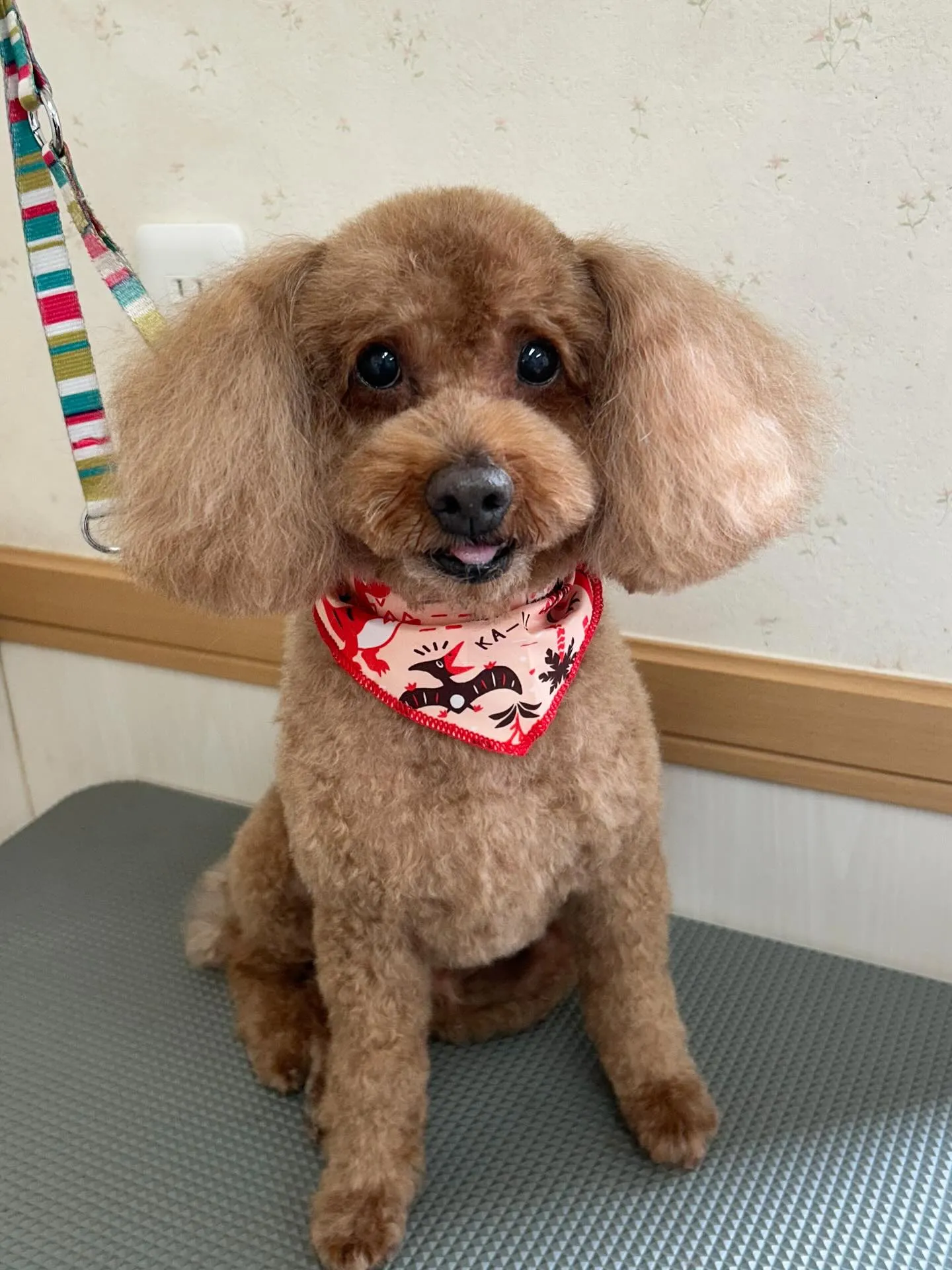 犬のトリミング✂️