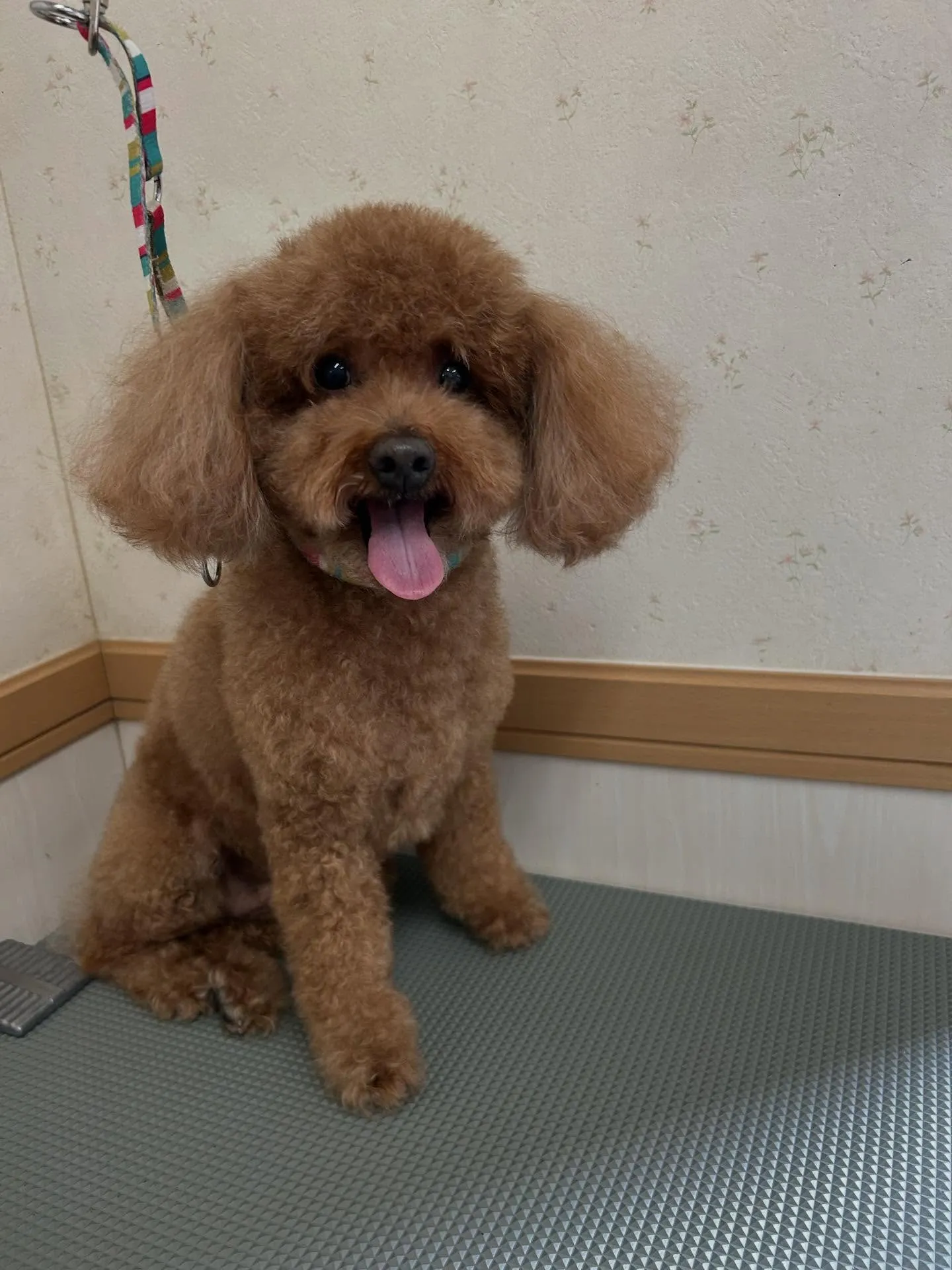 犬のトリミング✂️