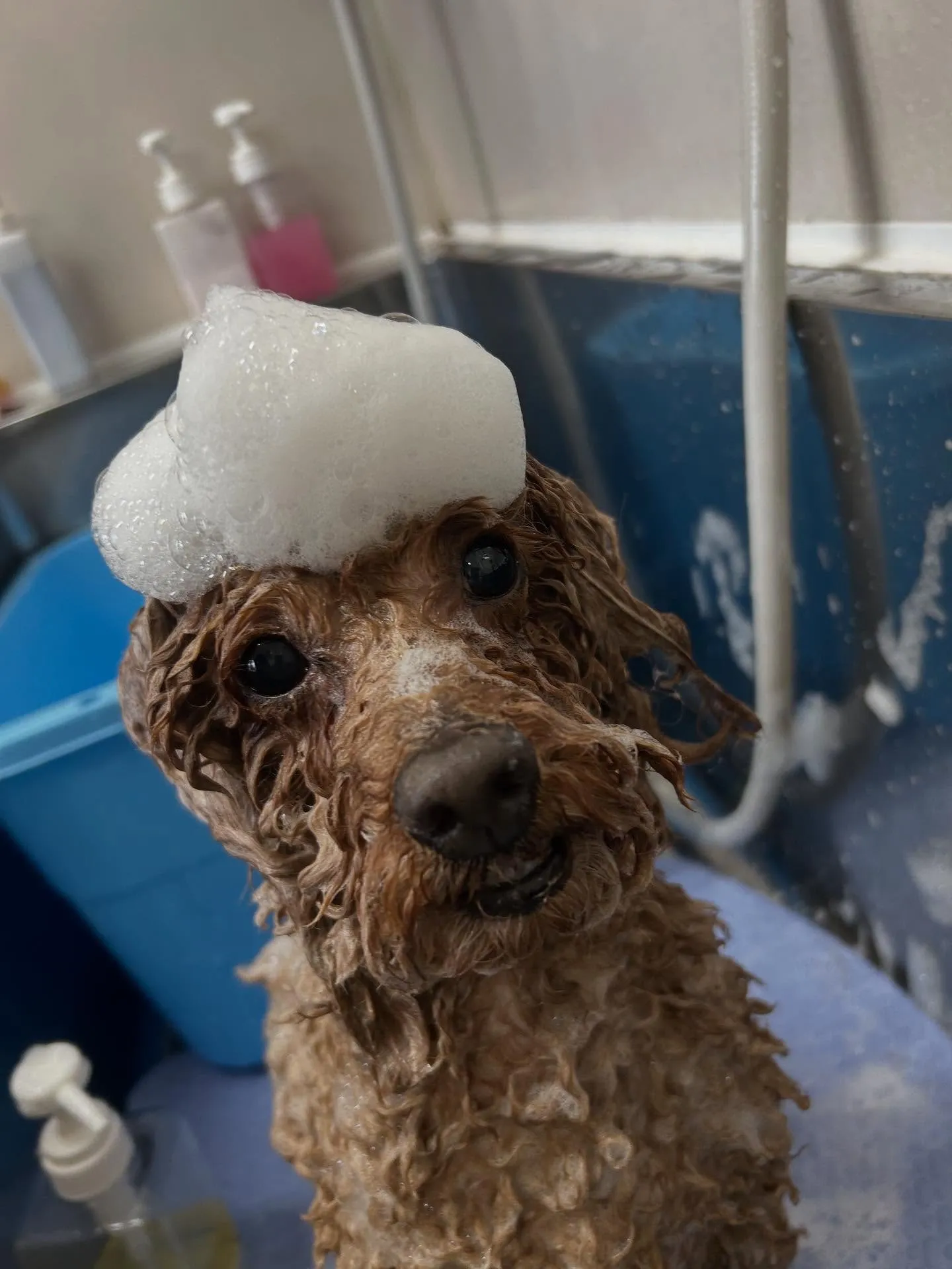 犬のトリミング✂️