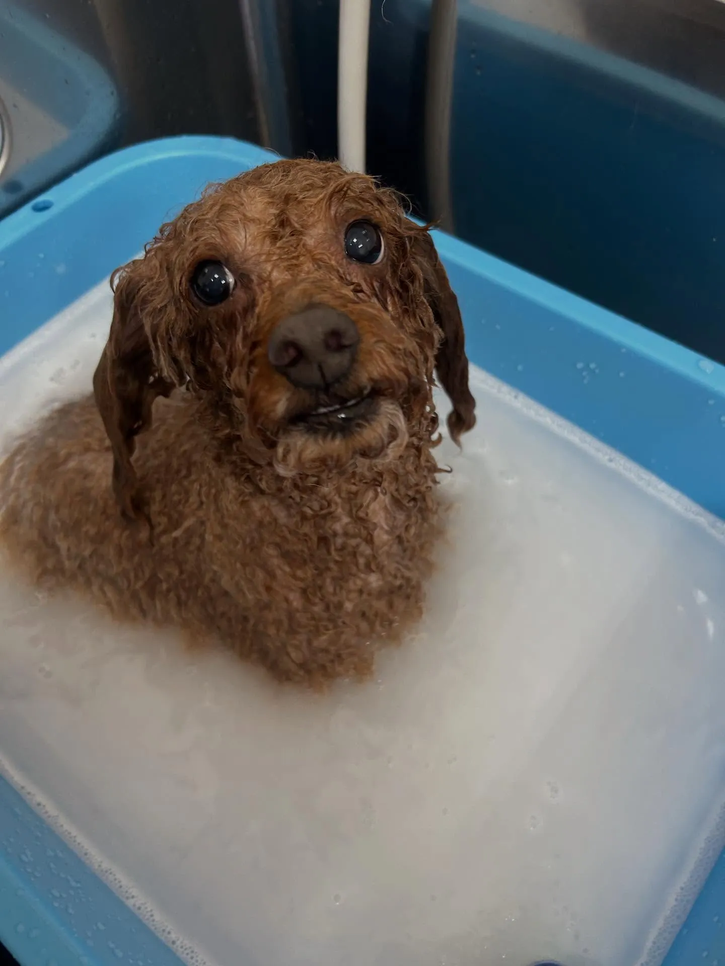 犬のトリミング✂️